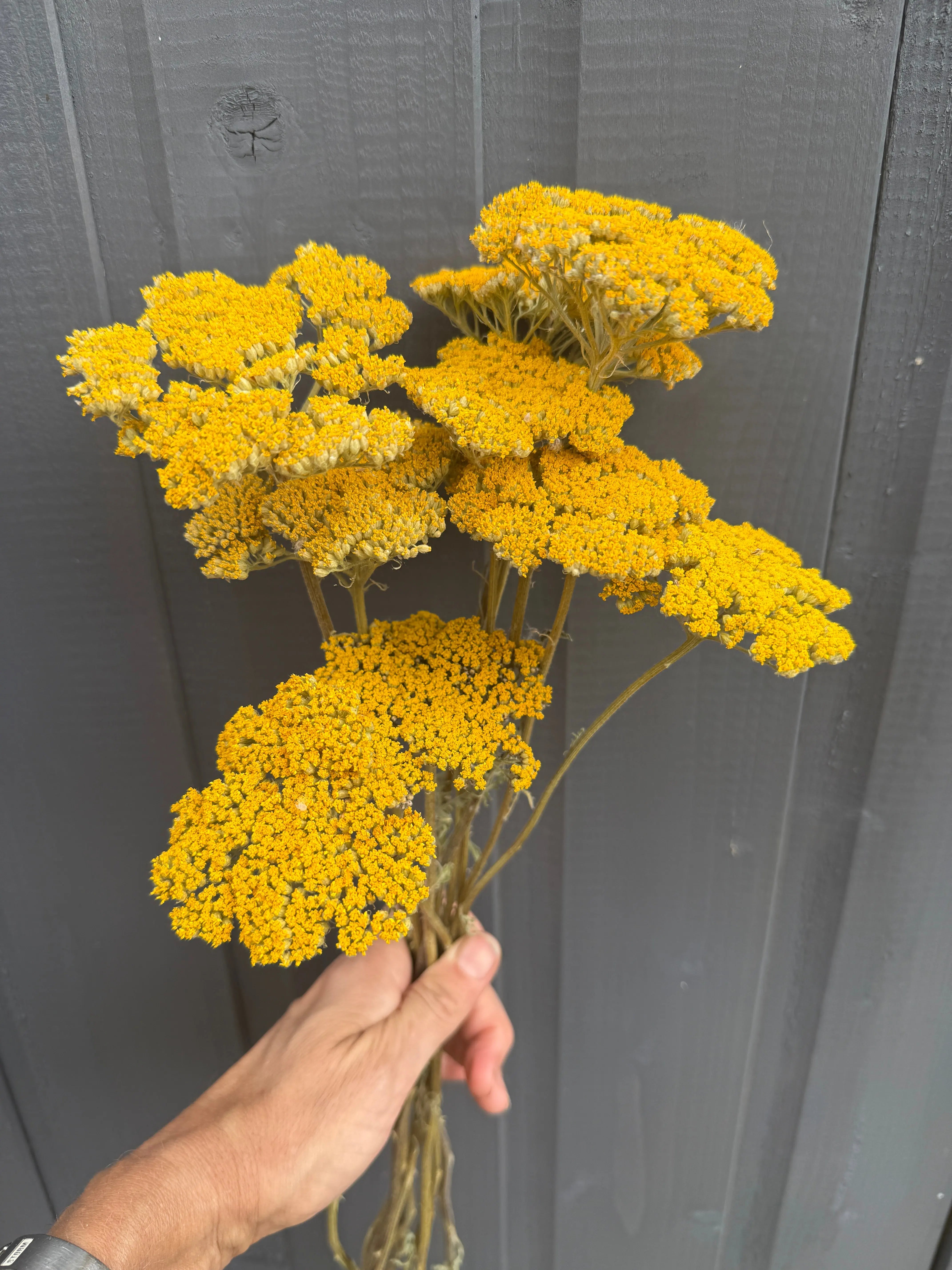 Achillea Cloth of Gold Dried - English Country Gardens