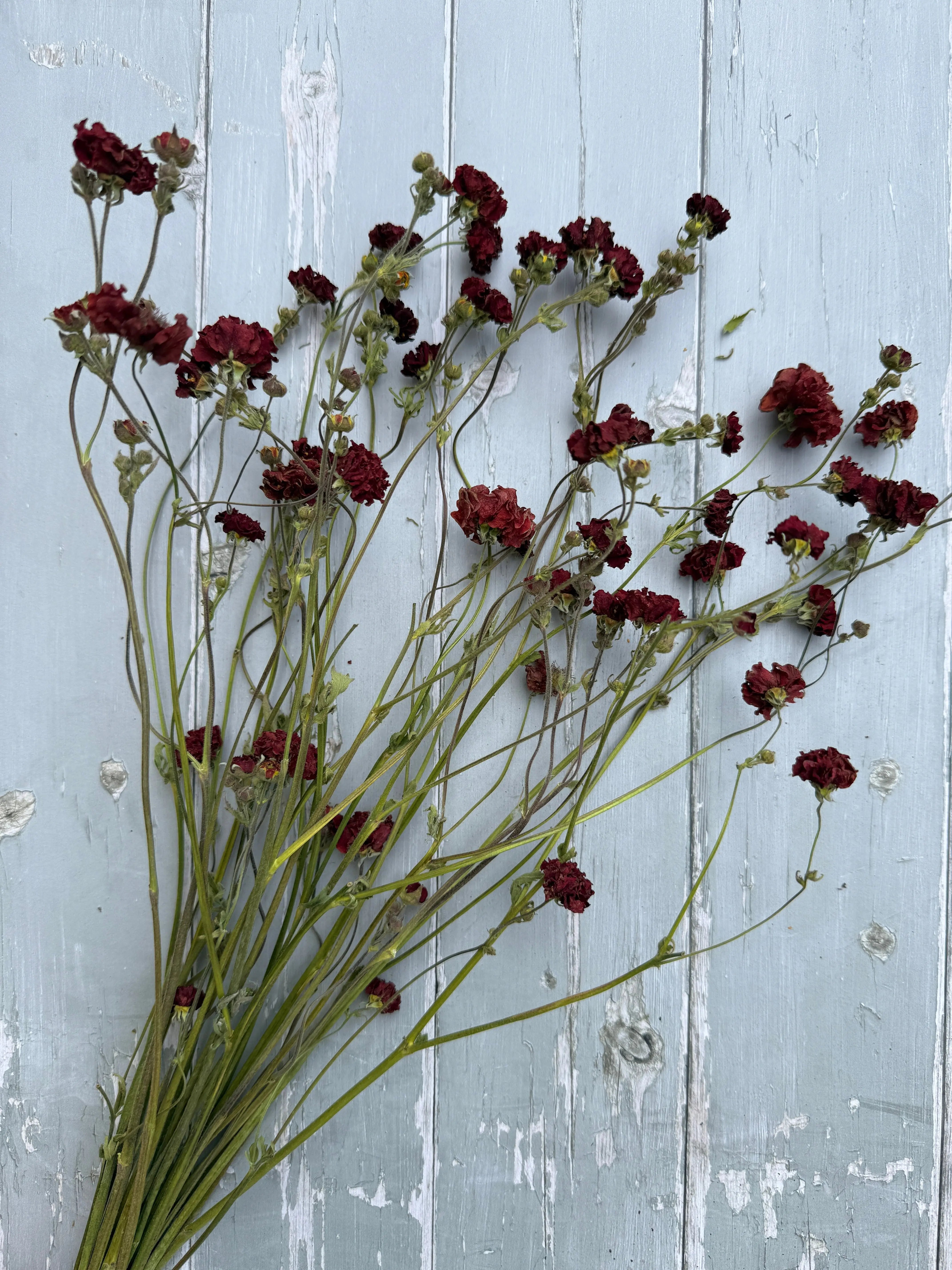 Geums Dried - English Country Gardens