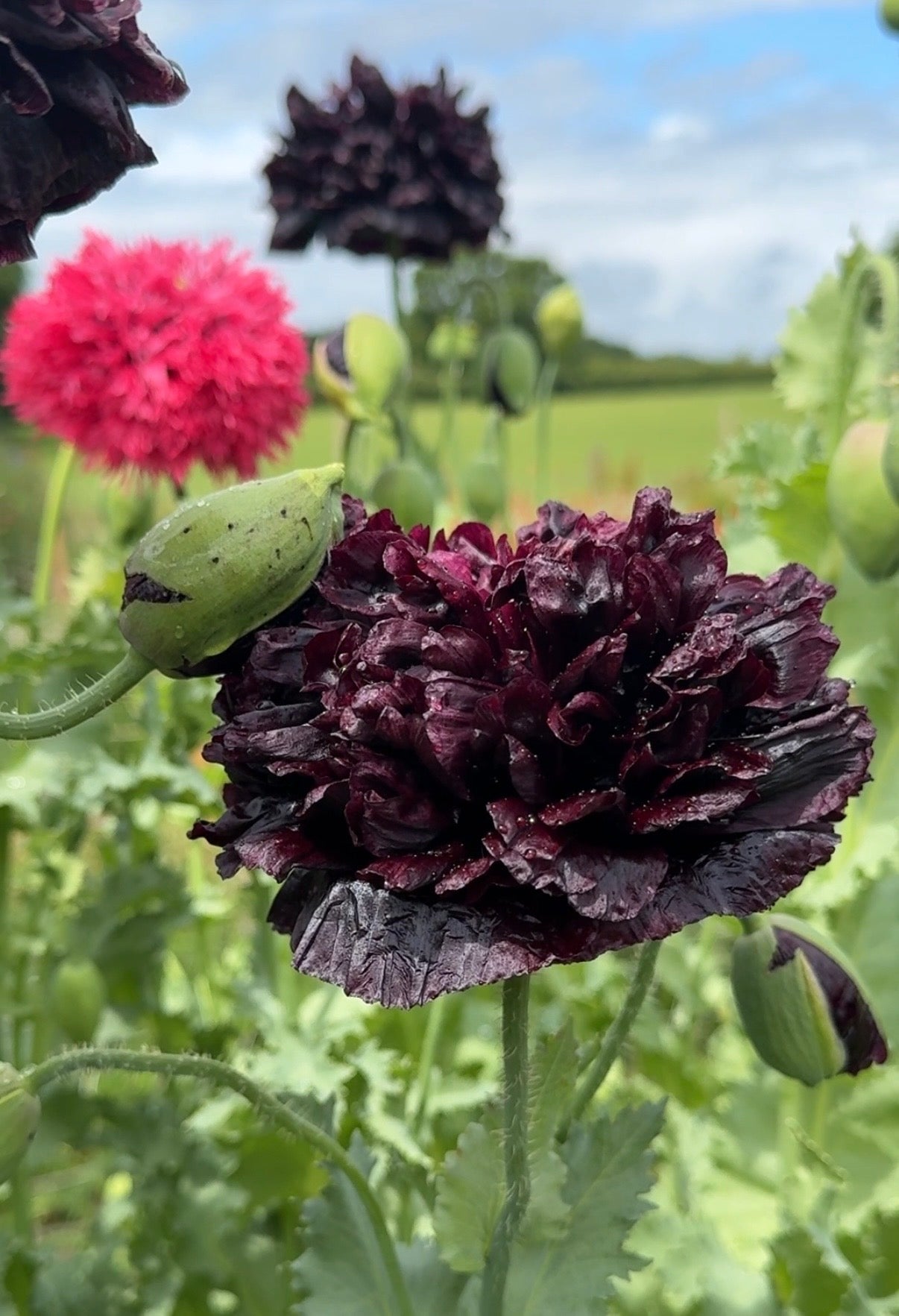 Poppy Black Peony - English Country Gardens