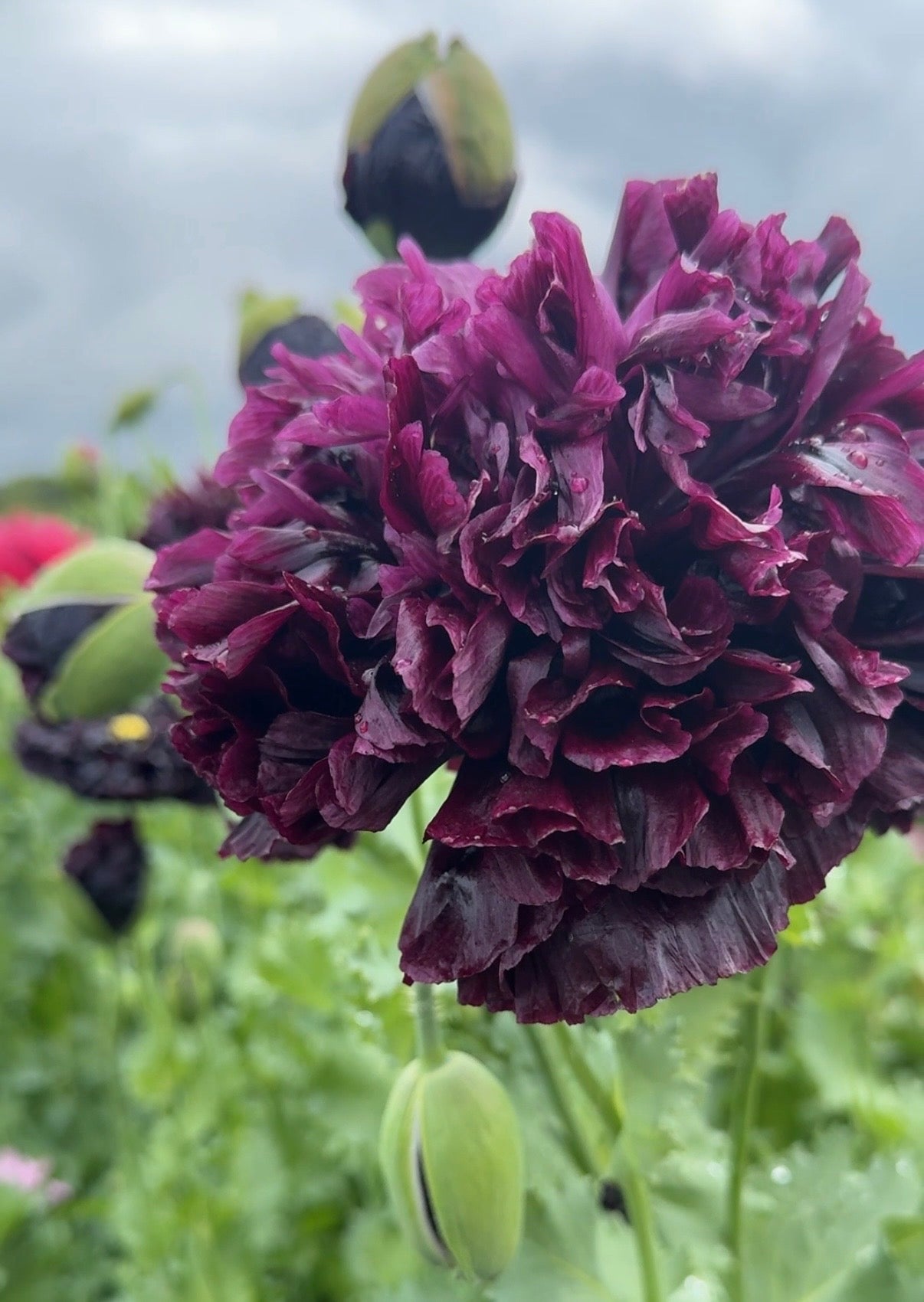 Poppy Black Peony - English Country Gardens