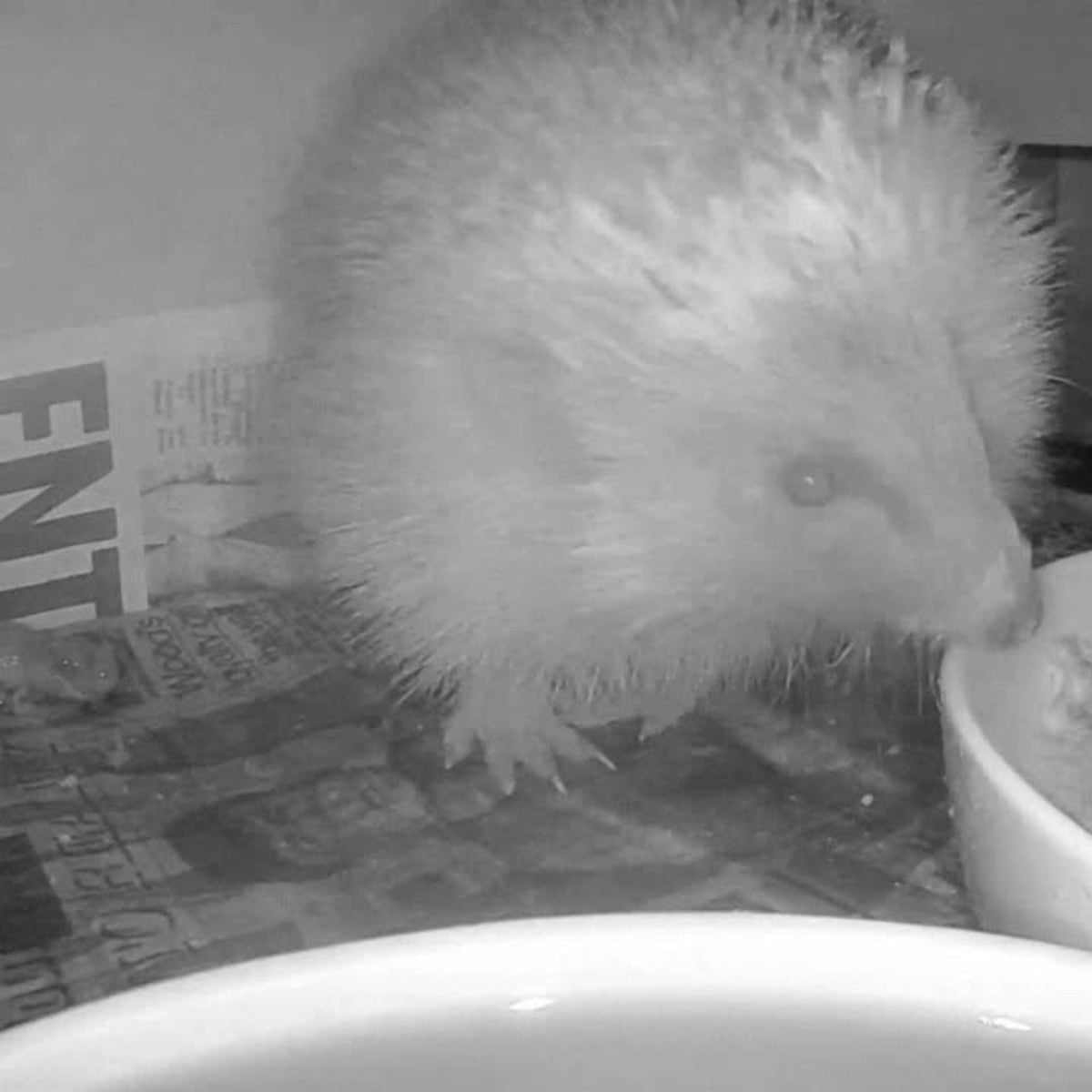 Cable Connection Hedgehog TV Camera Pack - English Country Gardens