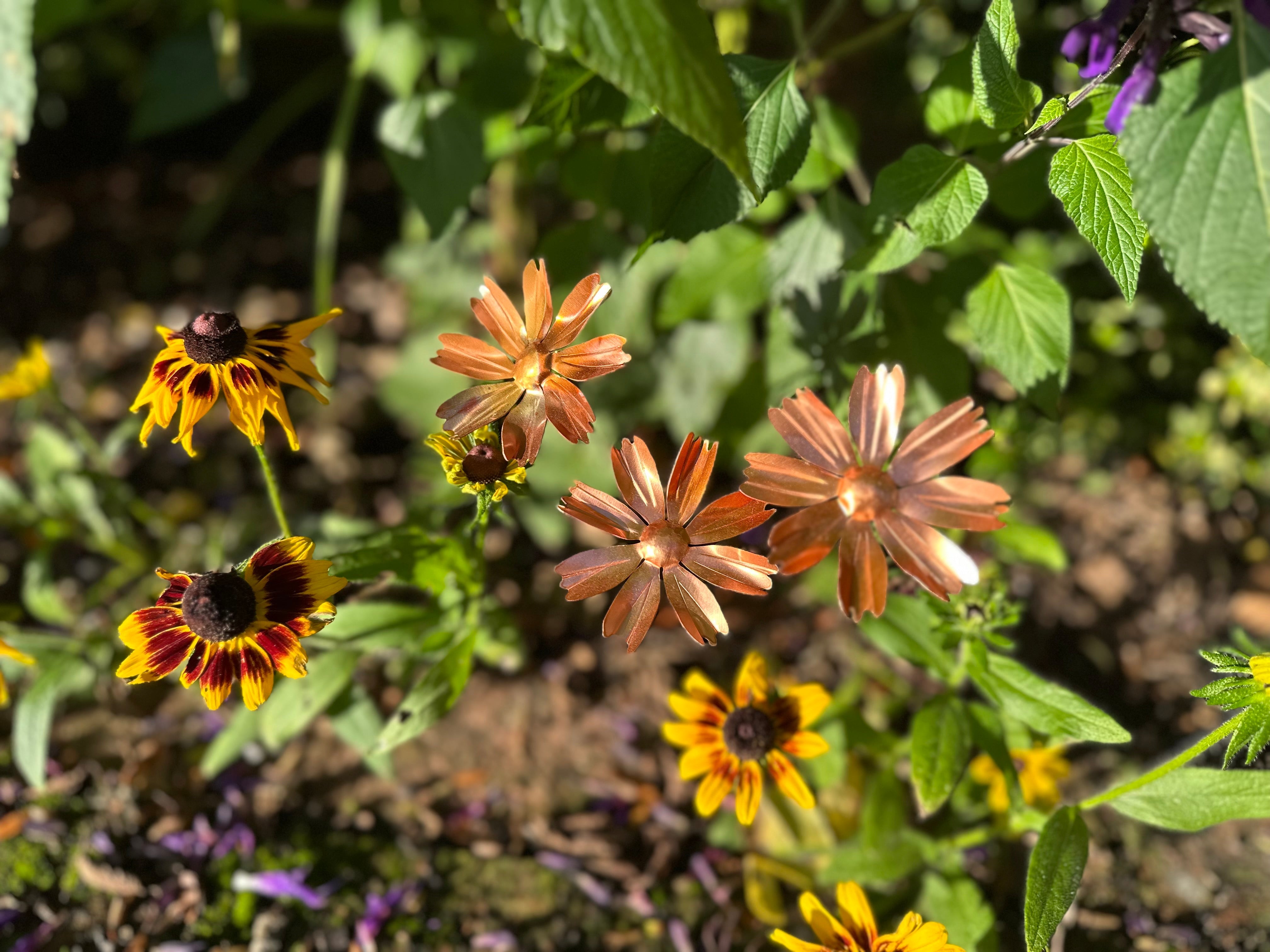 Copper Cosmos Flower