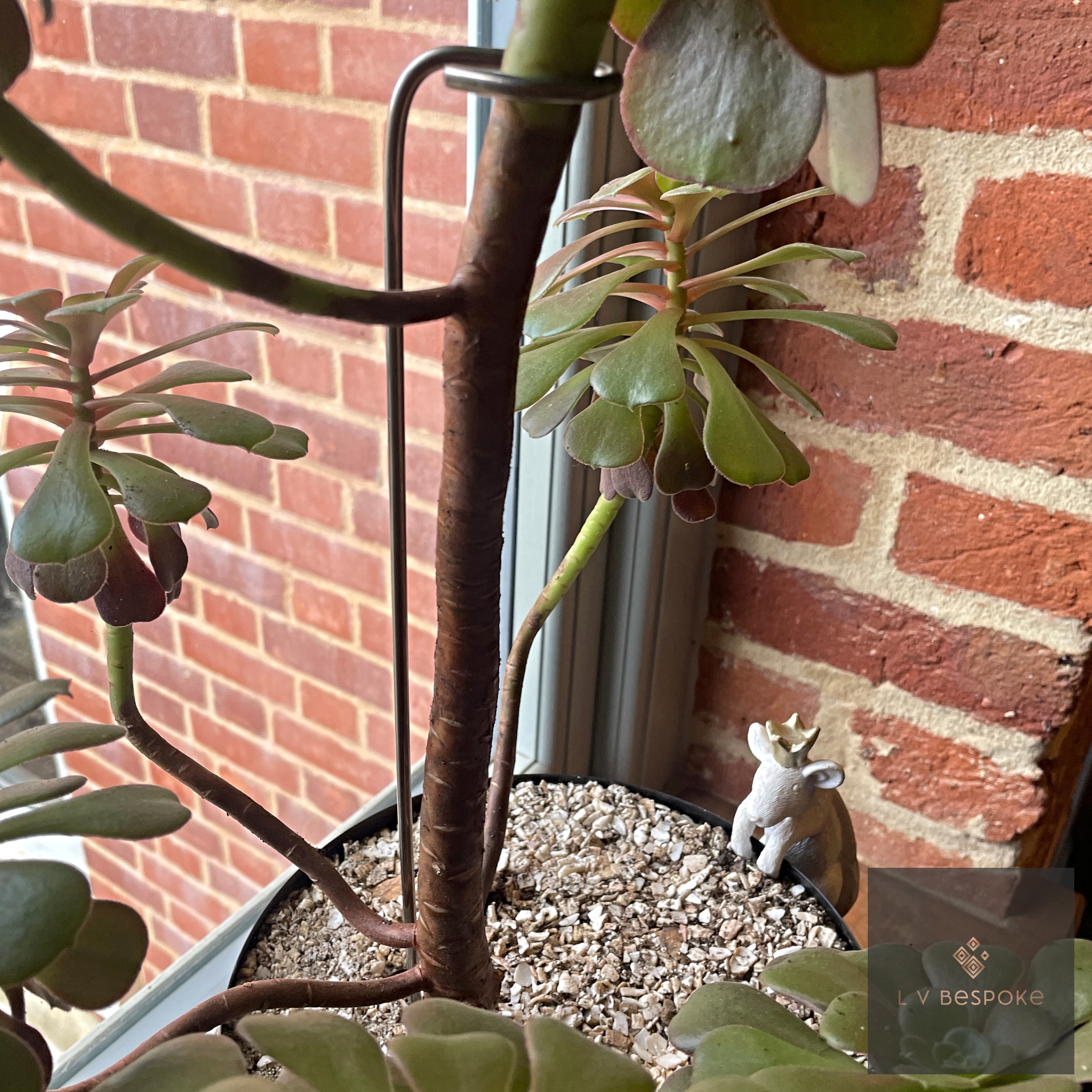 Aeonium Stem / Plant Support