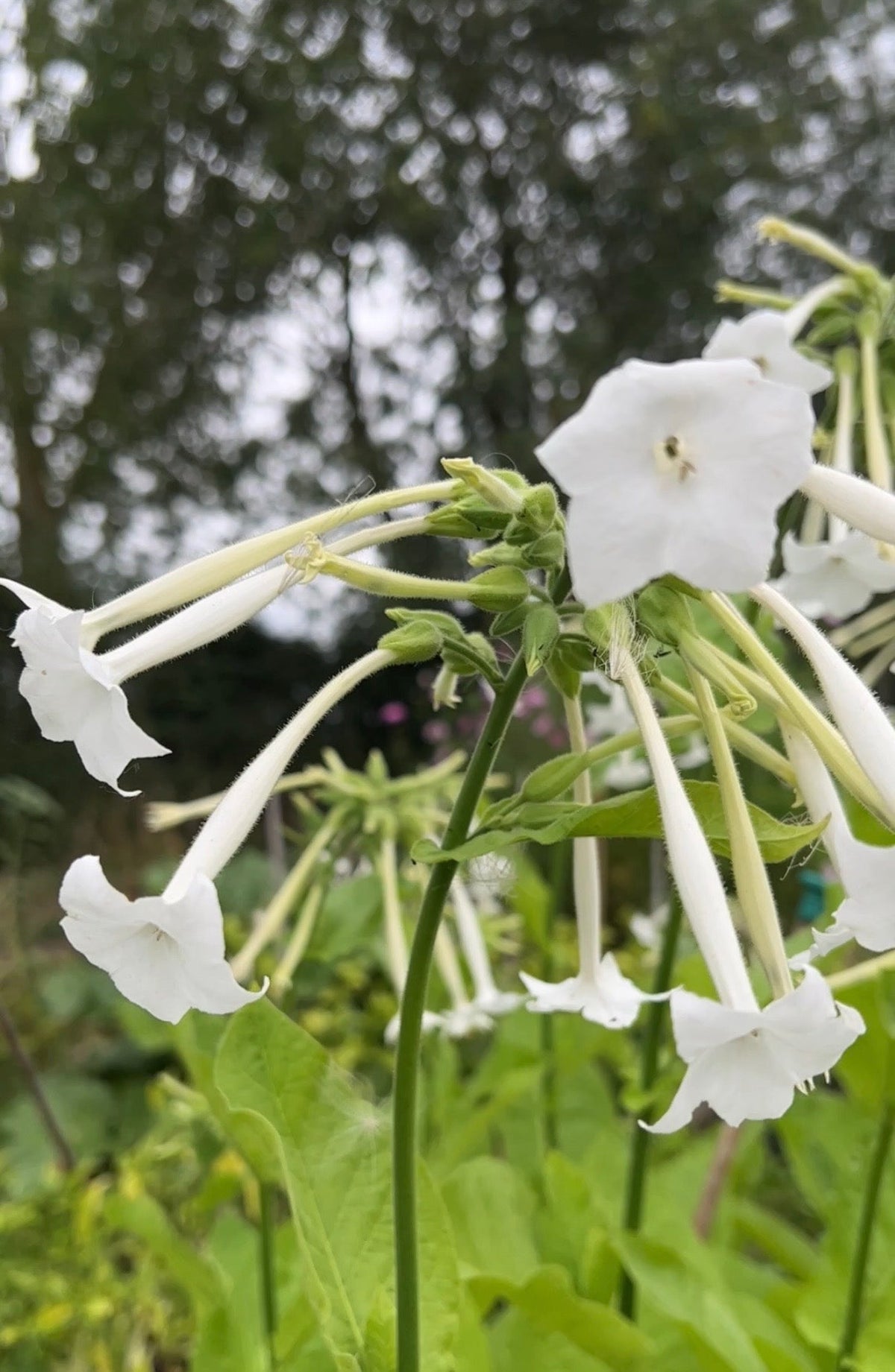 Nicotiana White Trumpets - English Country Gardens
