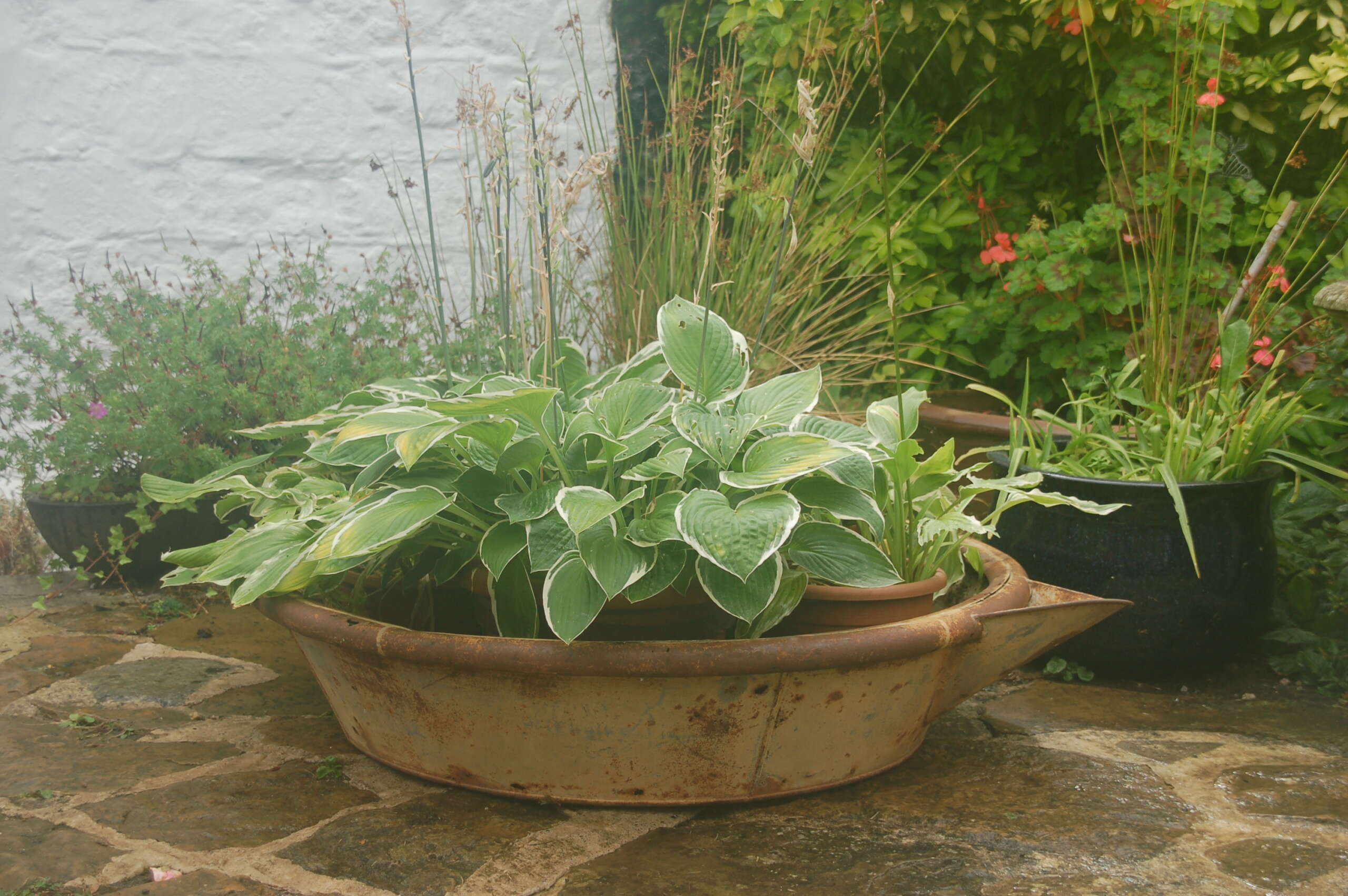 Potted plant in a decorative bowl on a stone patio with a garden background