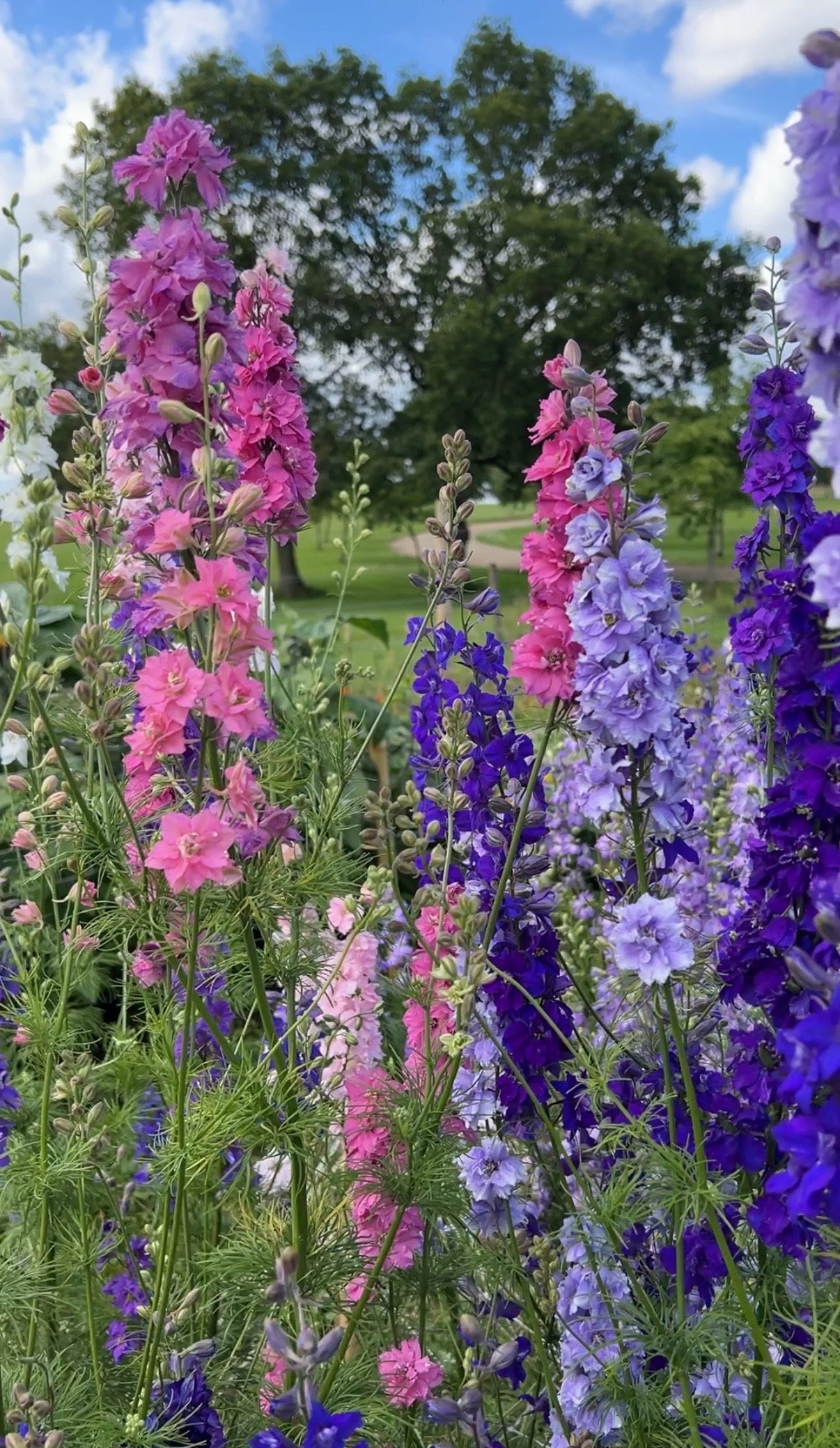 Larkspur Giant Imperial Mix