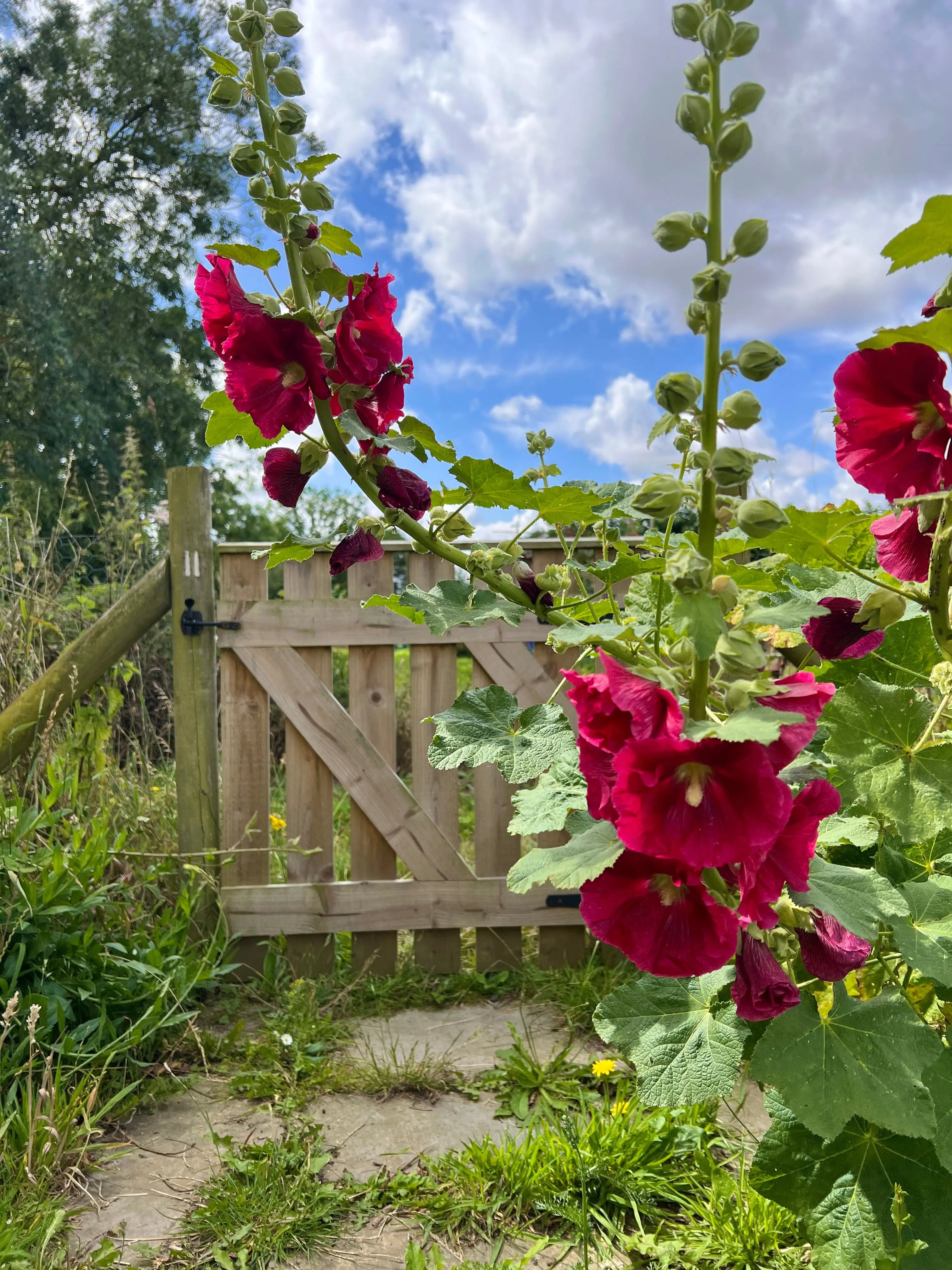 Hollyhock Bishy Barnabee Mix