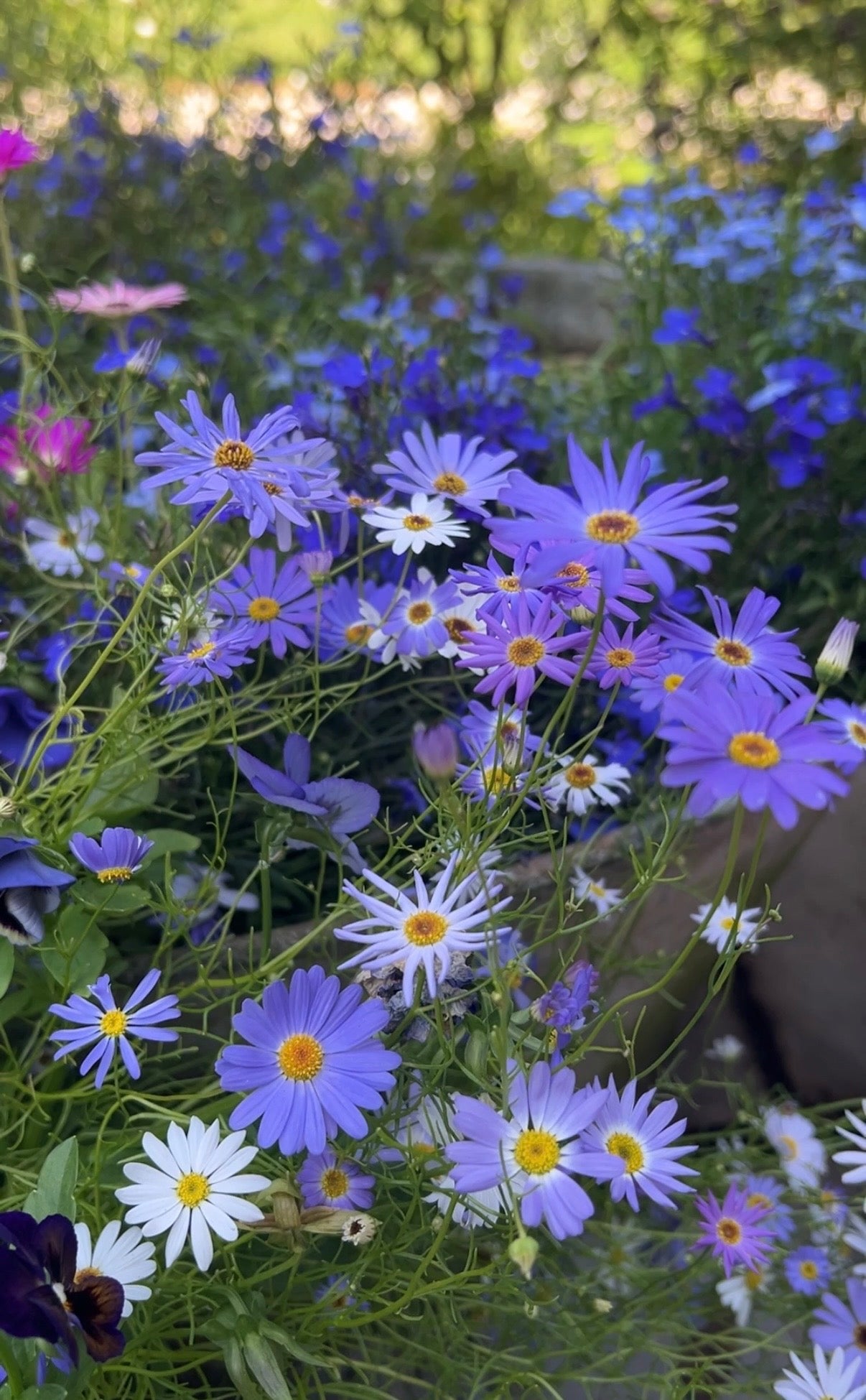 Swan River Daisies Mixed