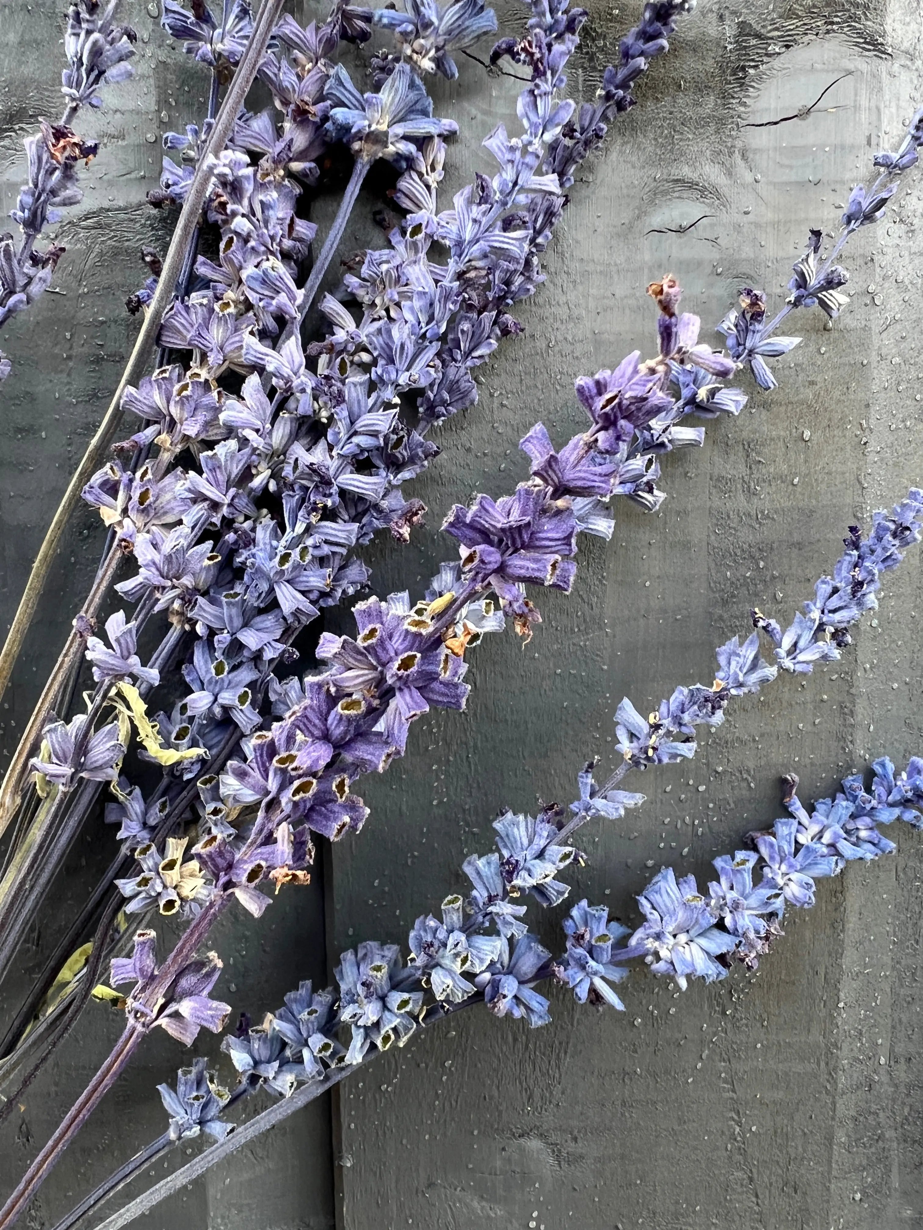 Salvia Dried - English Country Gardens