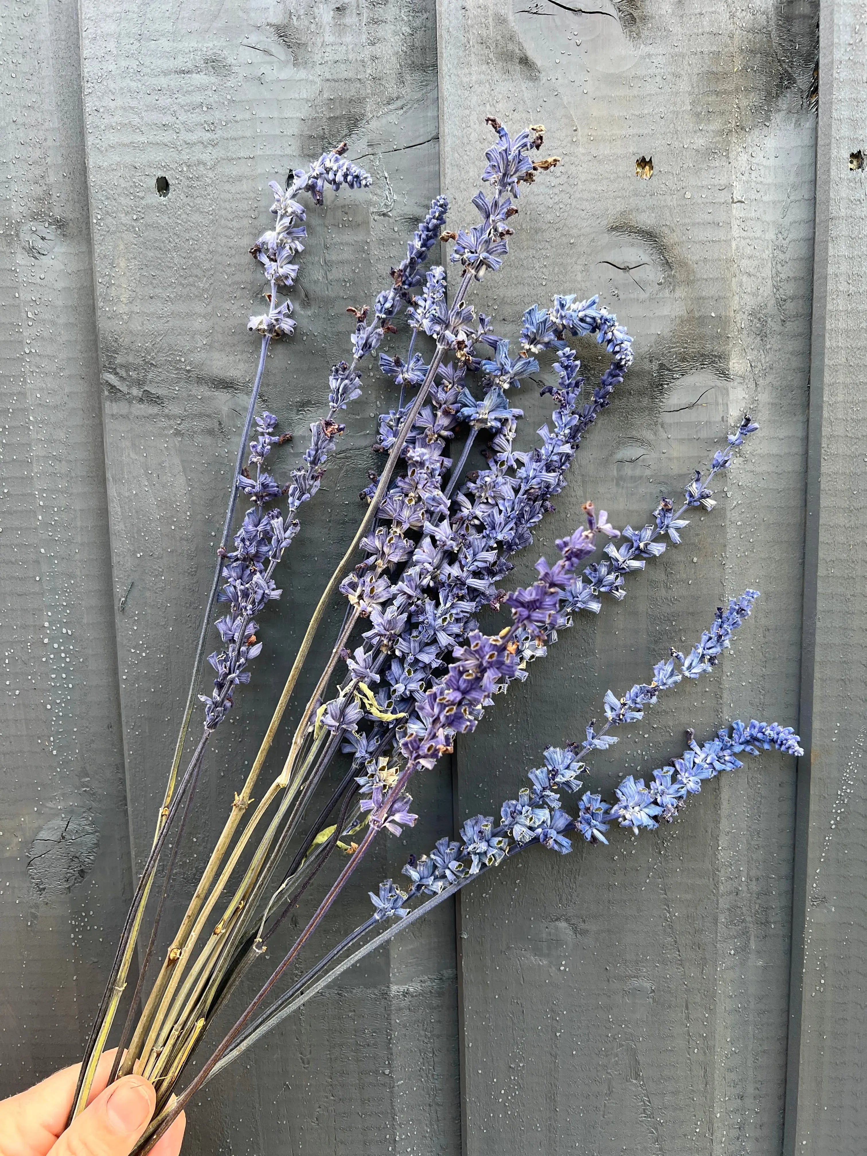 Salvia Dried - English Country Gardens