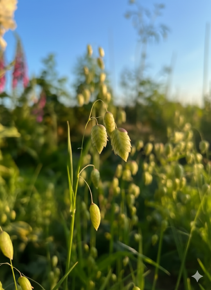 Briza Maxima - Quaking Grass