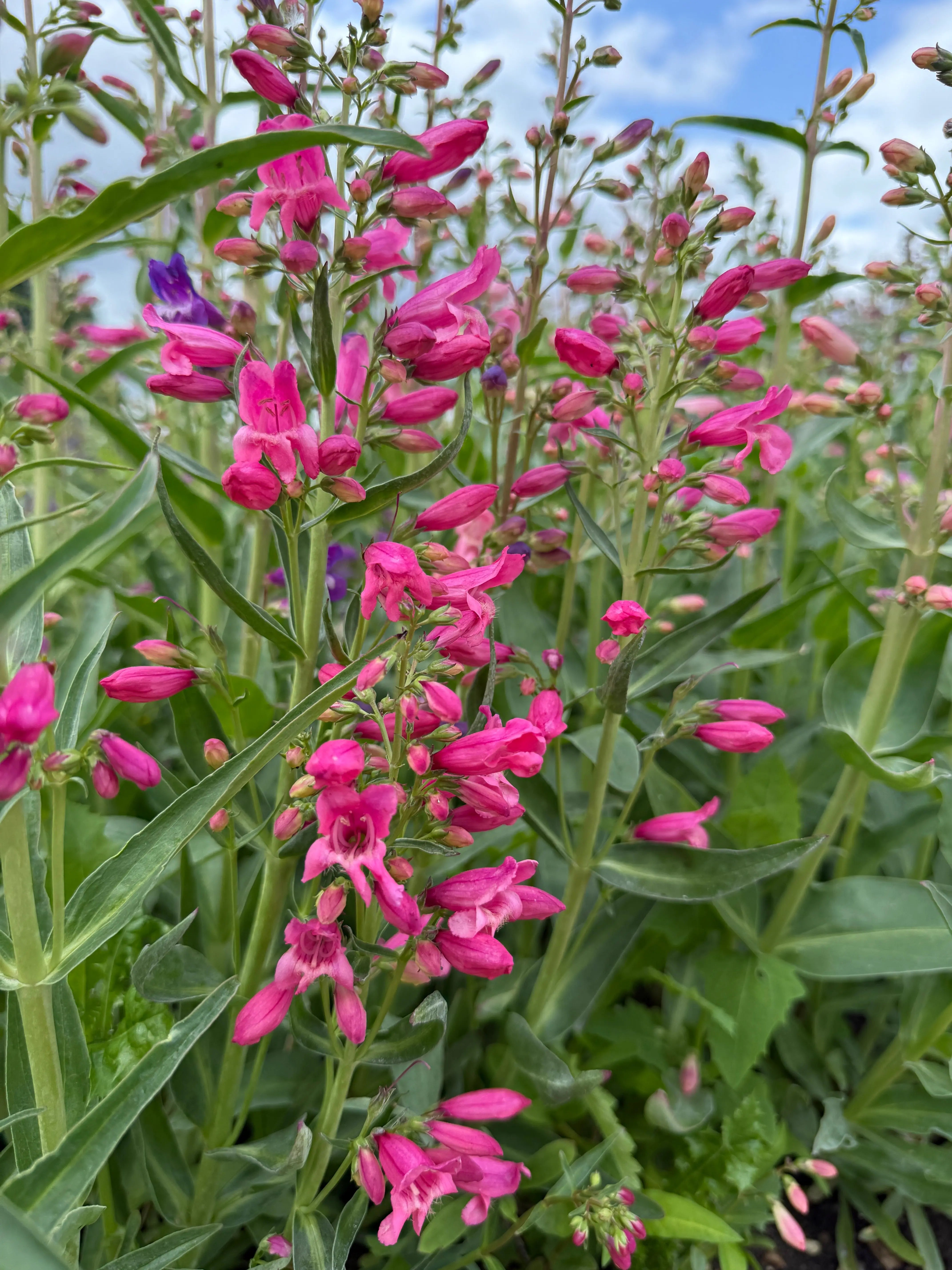 Penstemon Cambridge Mix - English Country Gardens