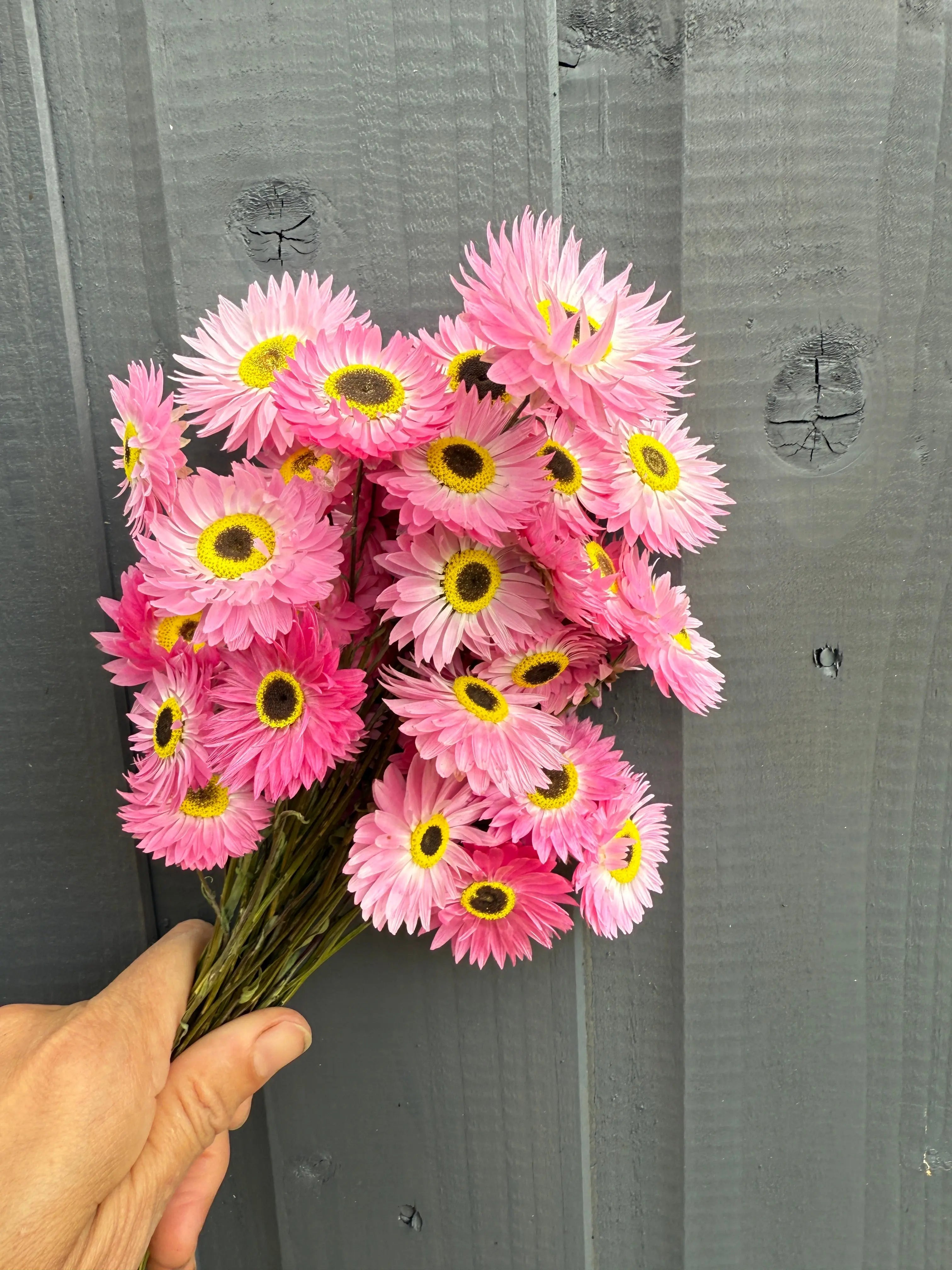 Acroclinium Strawflowers Dried Pink - English Country Gardens