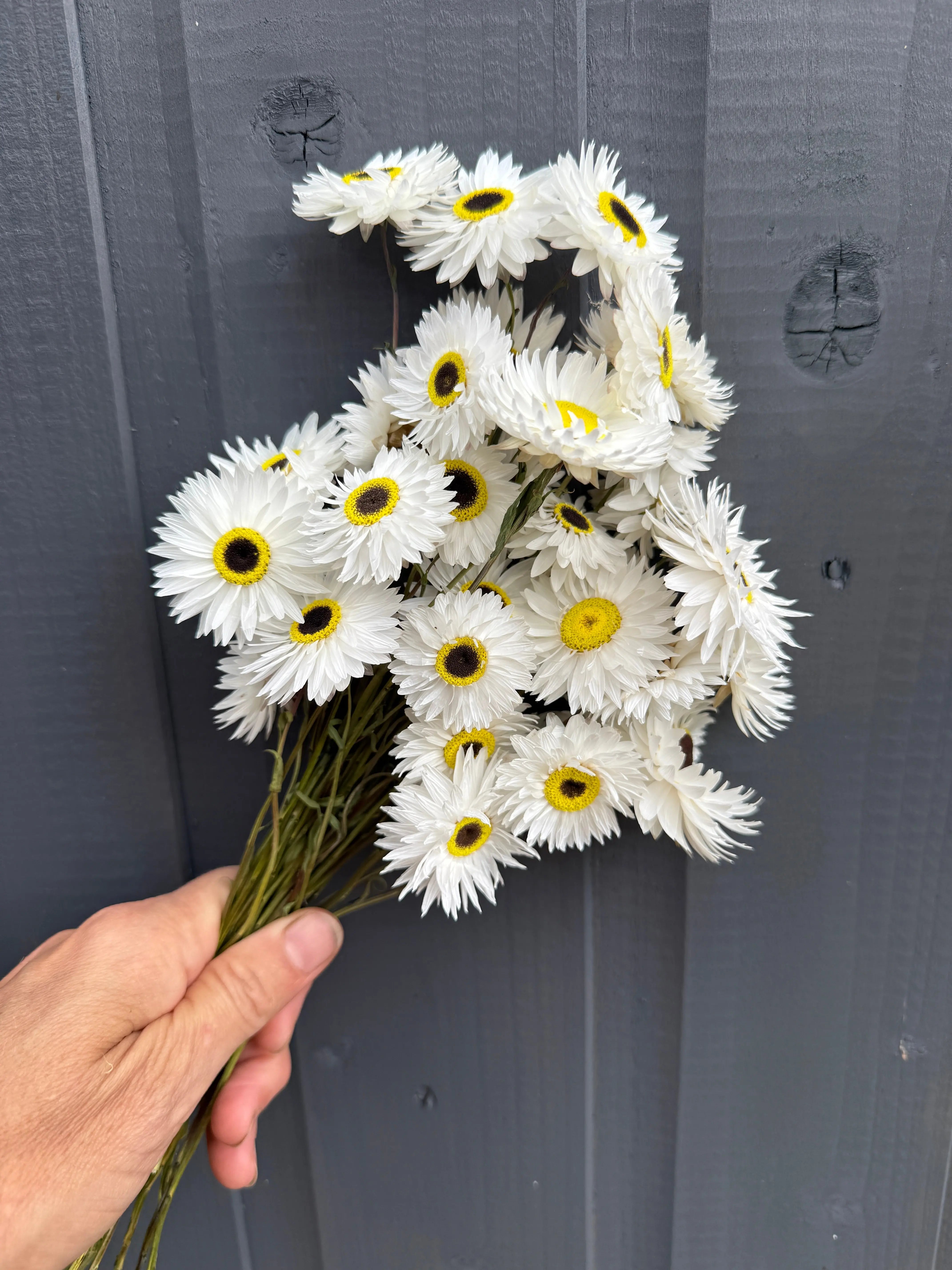 Acroclinium Strawflowers Dried White - English Country Gardens