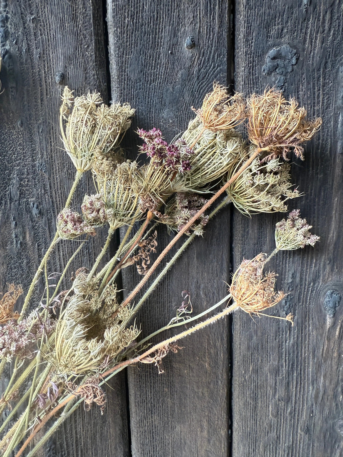 Umbellifers Dried - English Country Gardens