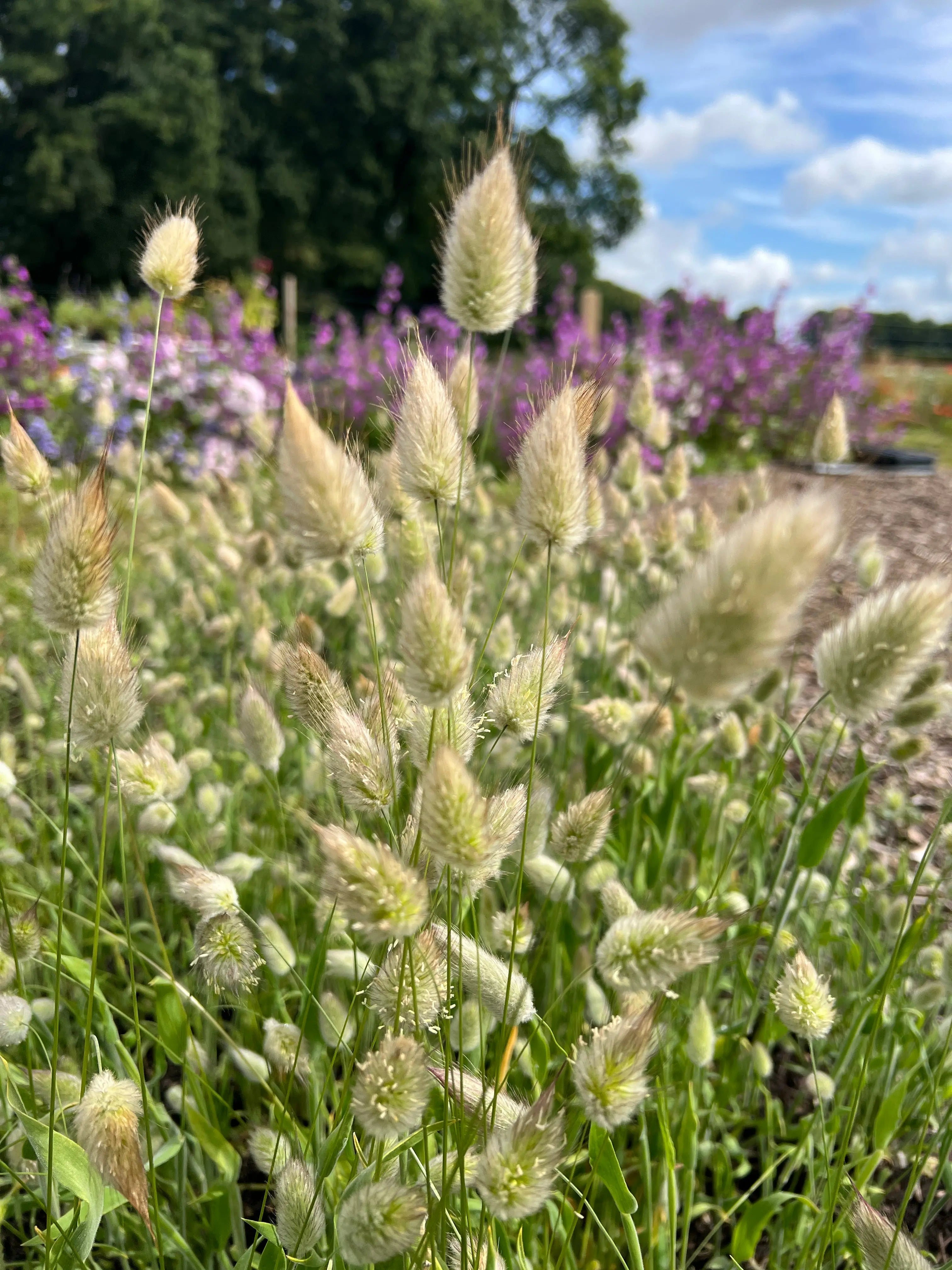 Bunny Tails - Lagurus Ovatus