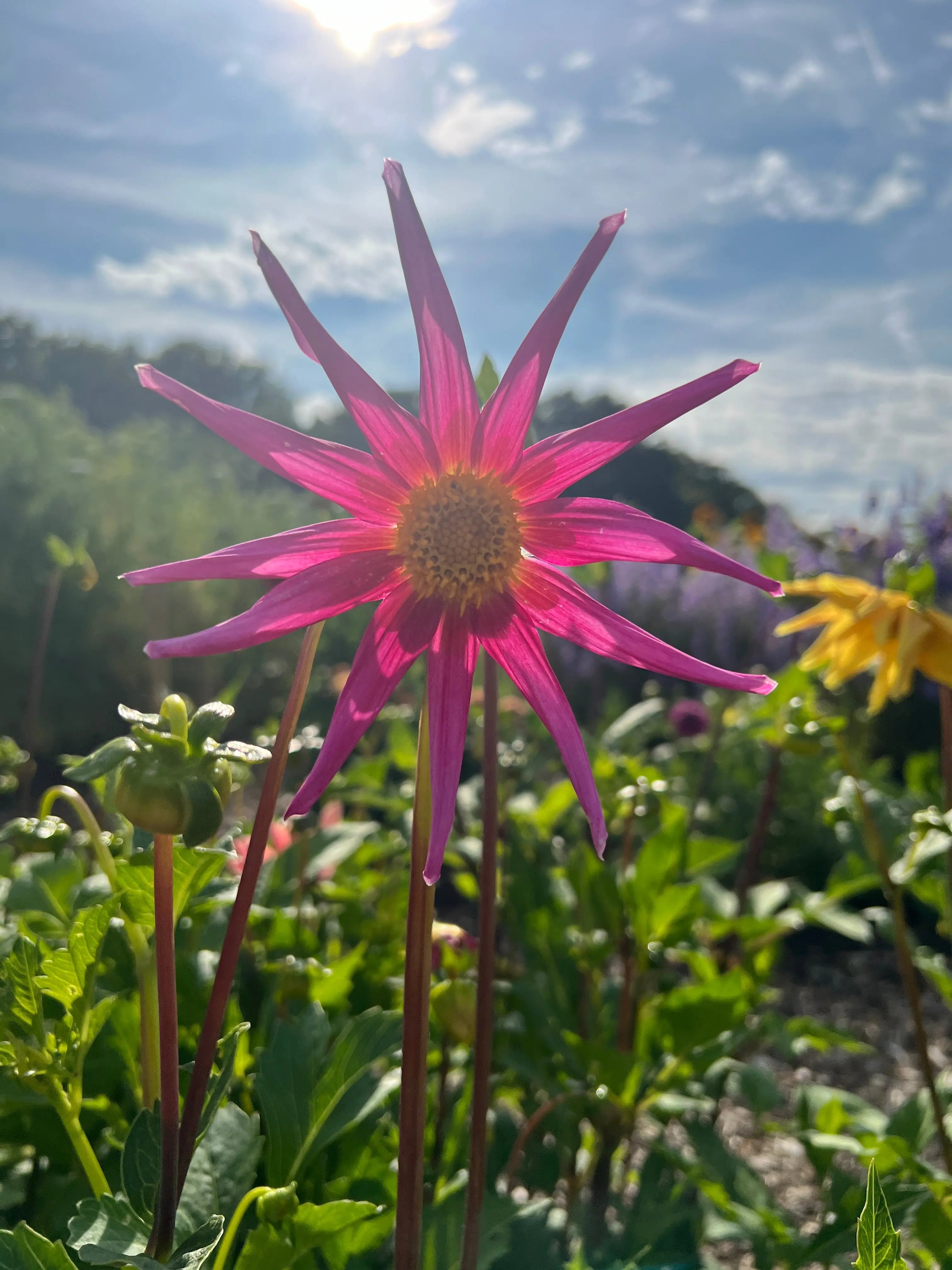 Dahlia Cactus Mixed