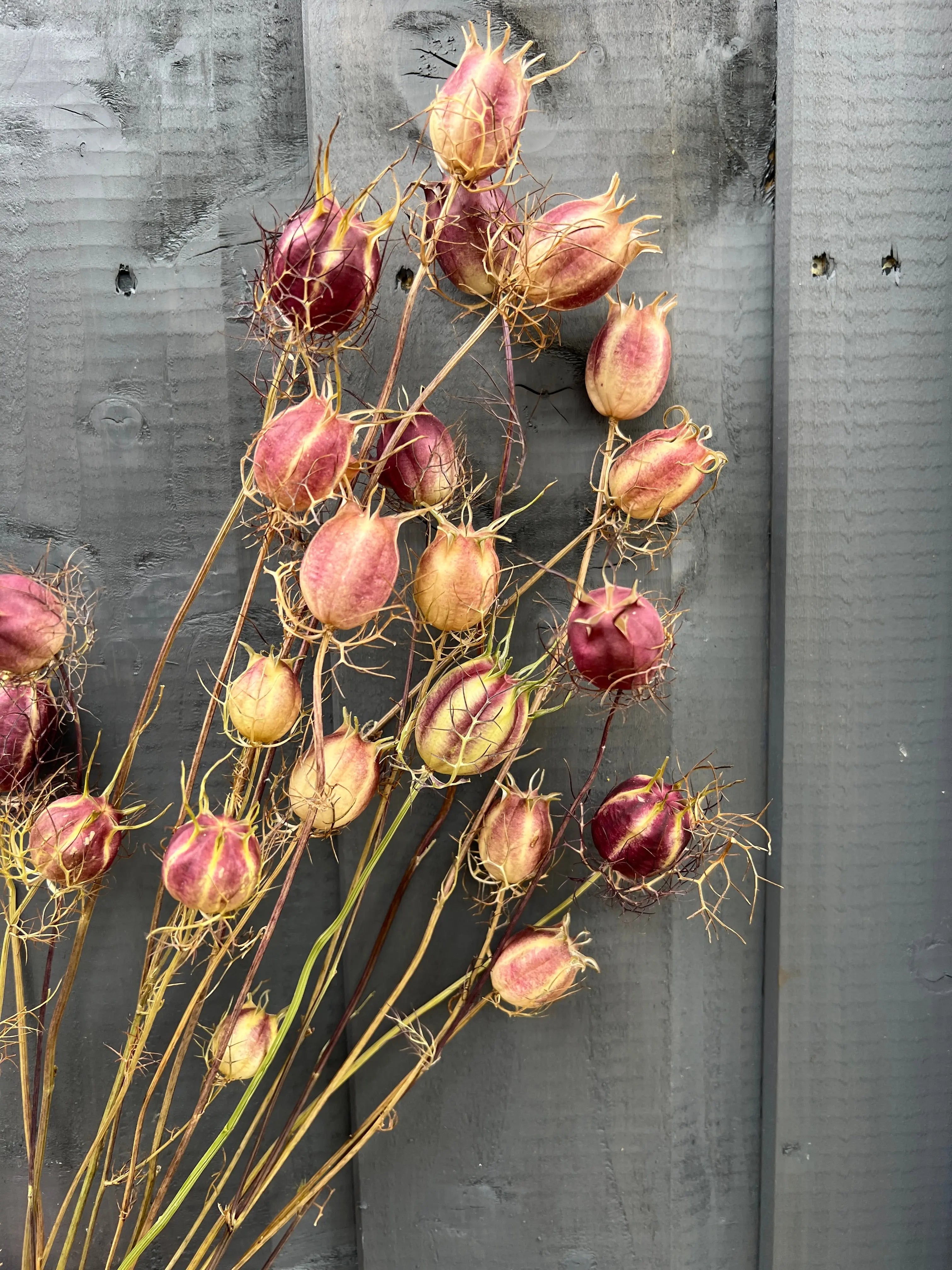 Nigella Seeds Heads Dried - English Country Gardens