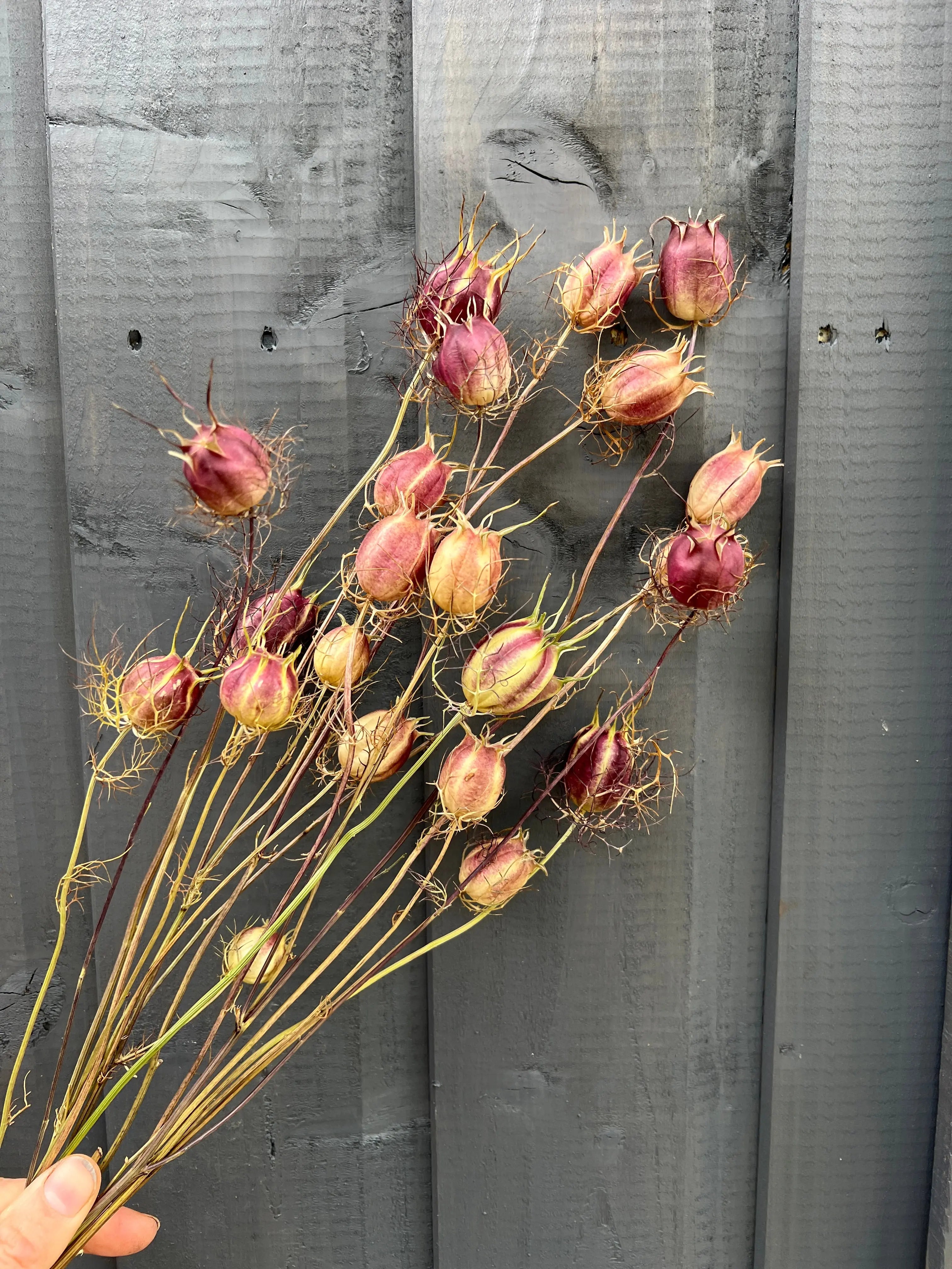 Nigella Seeds Heads Dried - English Country Gardens