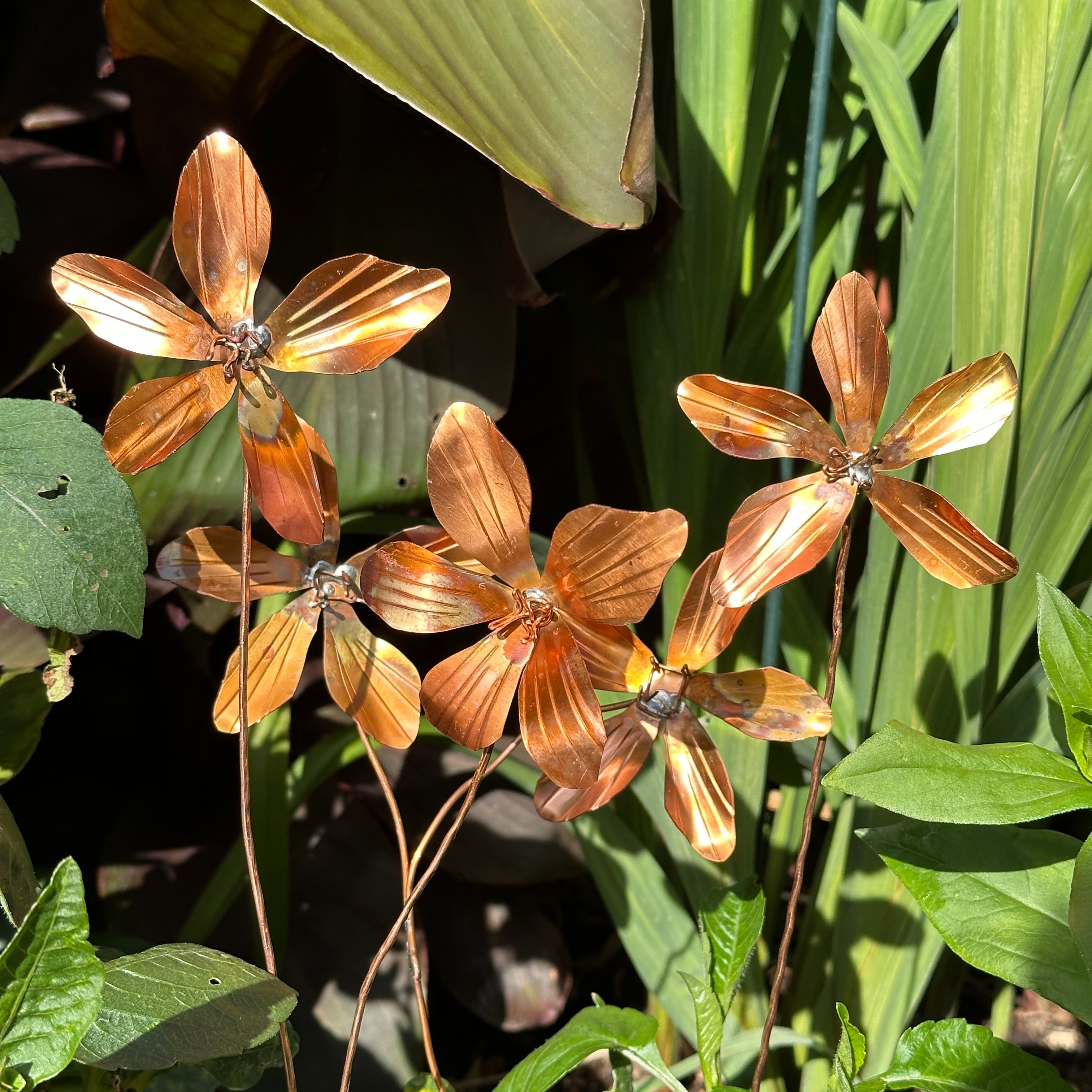 Copper Clematis Flower