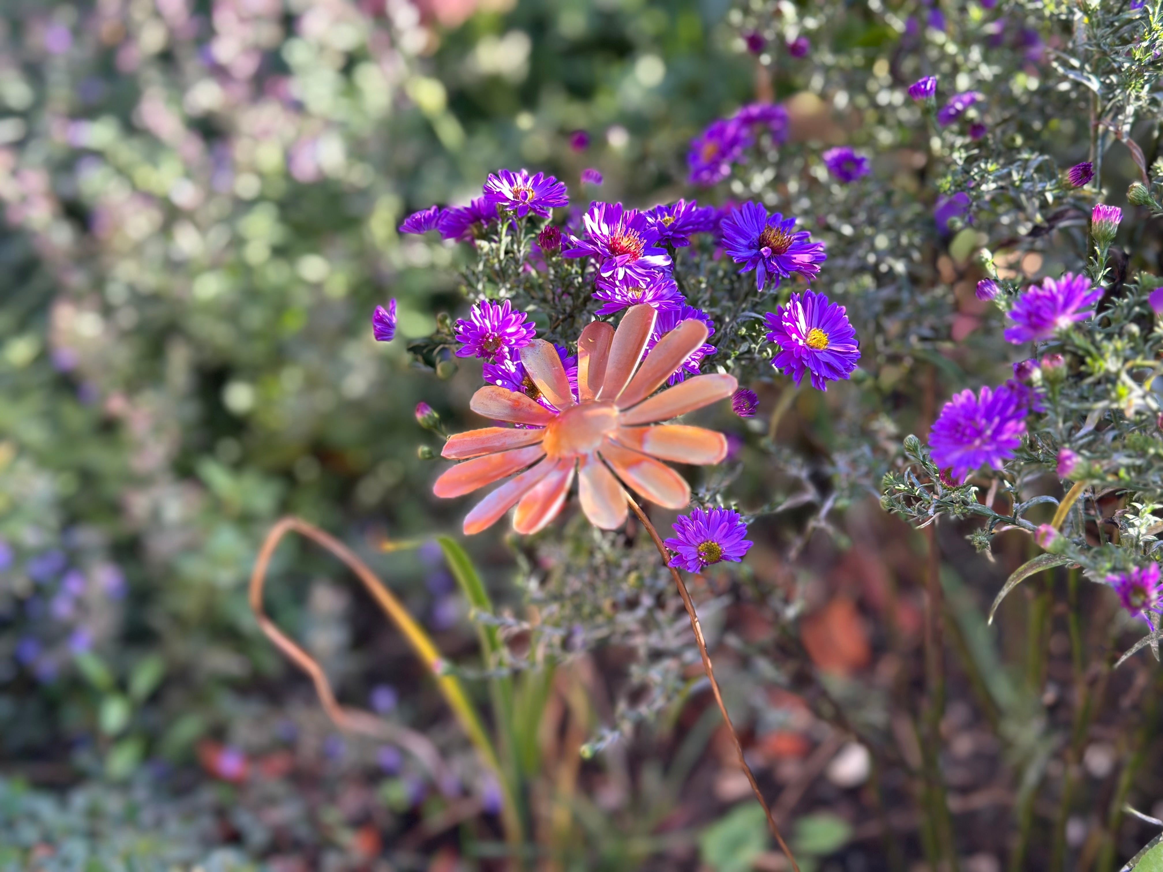 Copper Daisy Flower