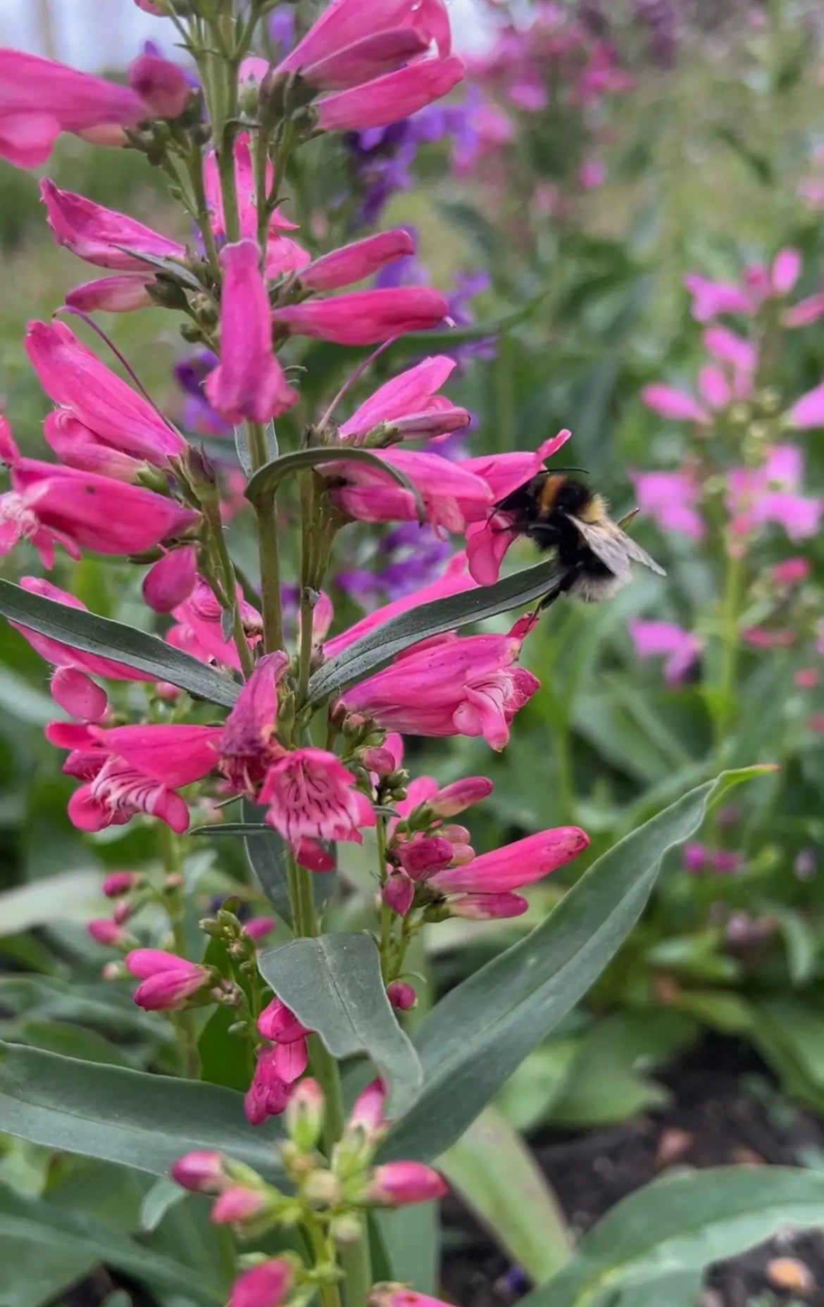 Penstemon Cambridge Mix - English Country Gardens