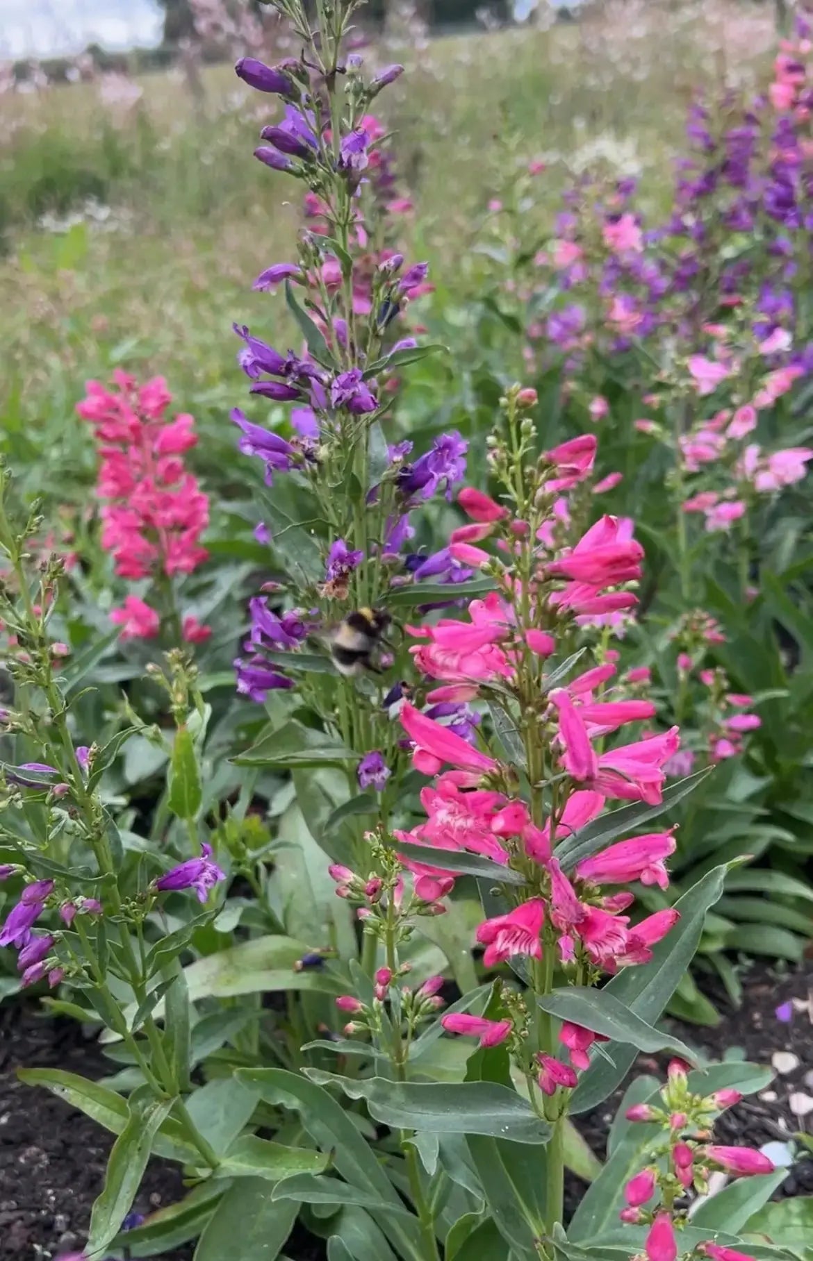 Penstemon Cambridge Mix - English Country Gardens