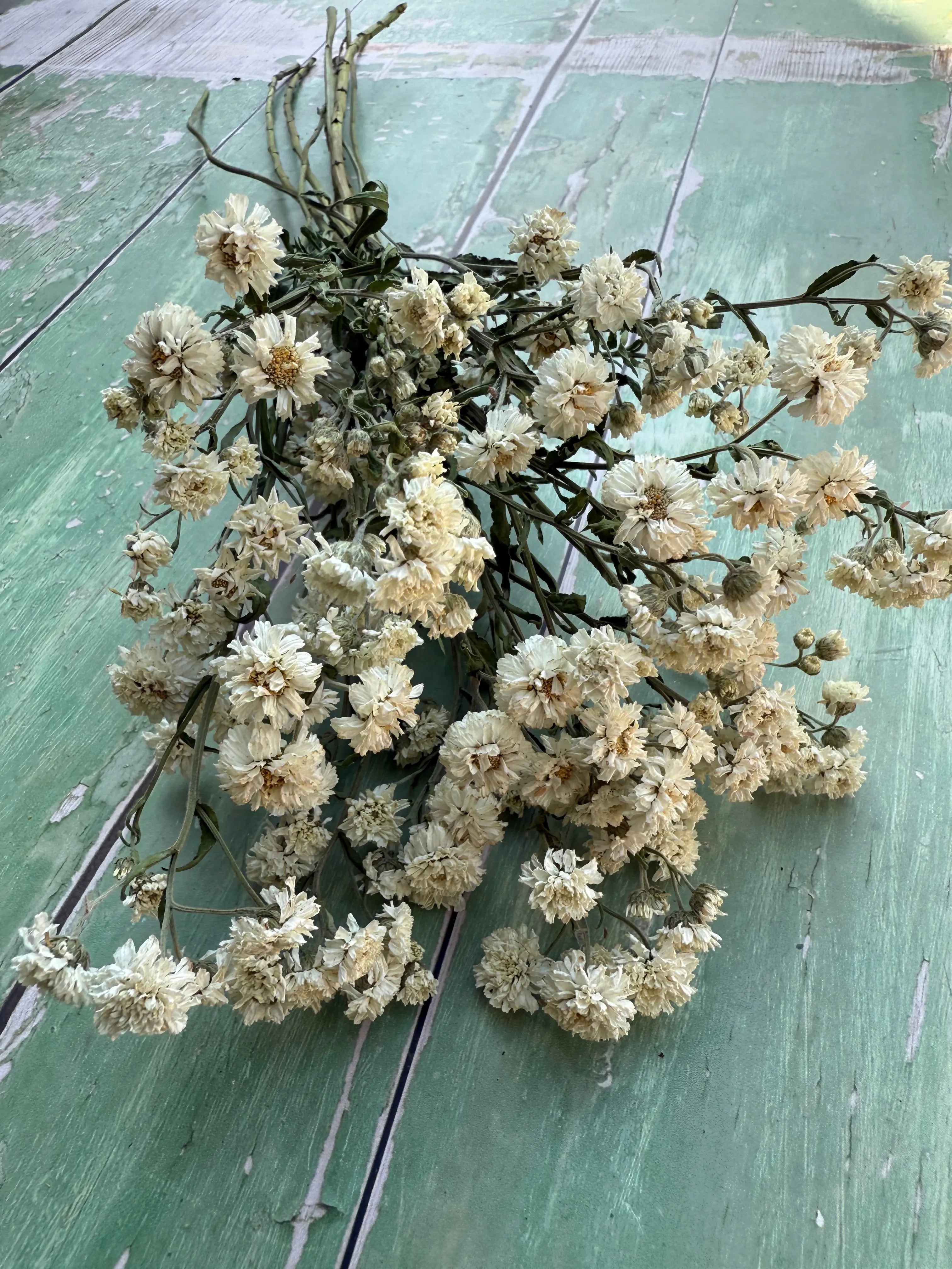 Achillea Ballerina Dried - English Country Gardens