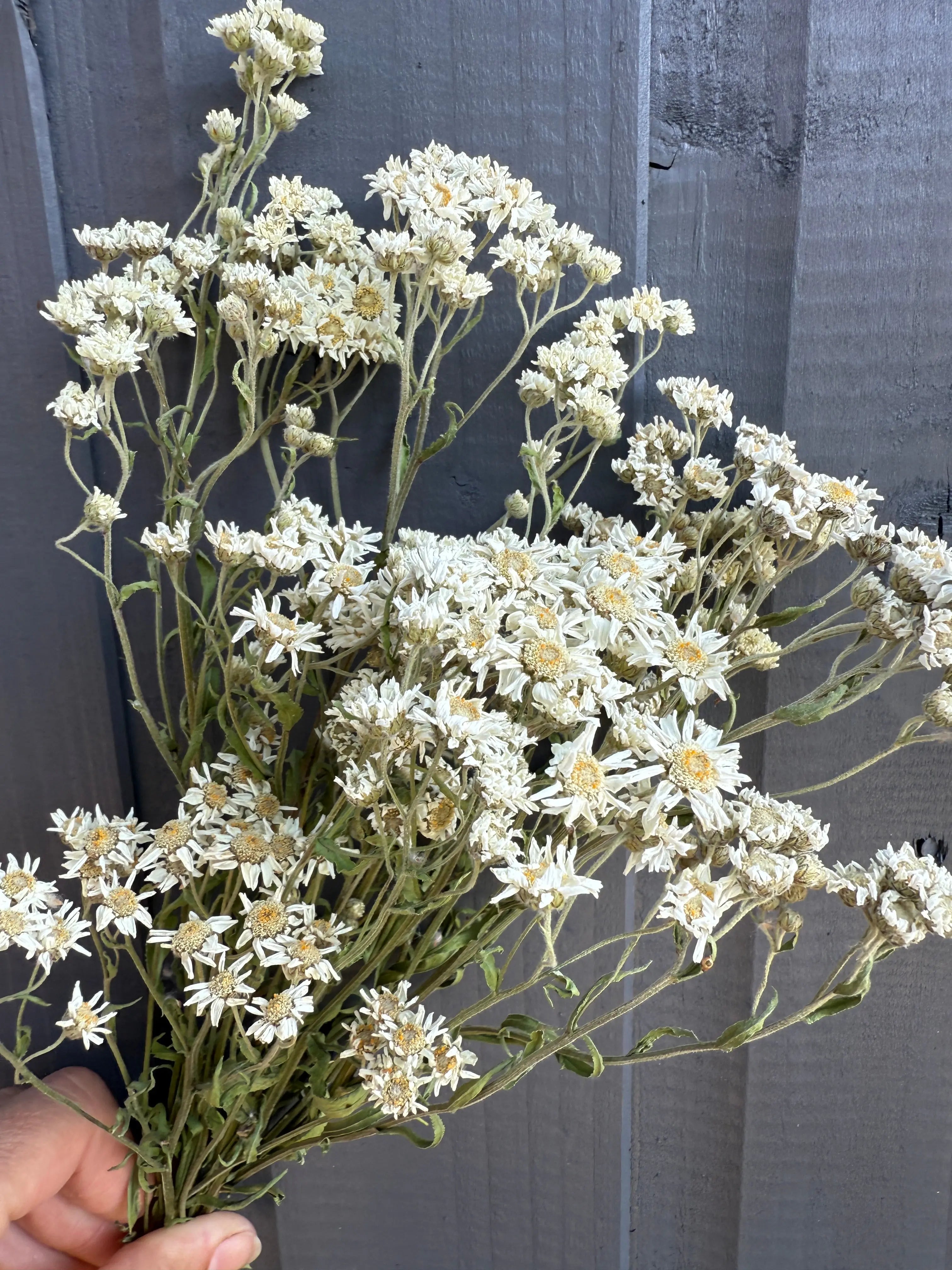 Achillea Ballerina Dried - English Country Gardens