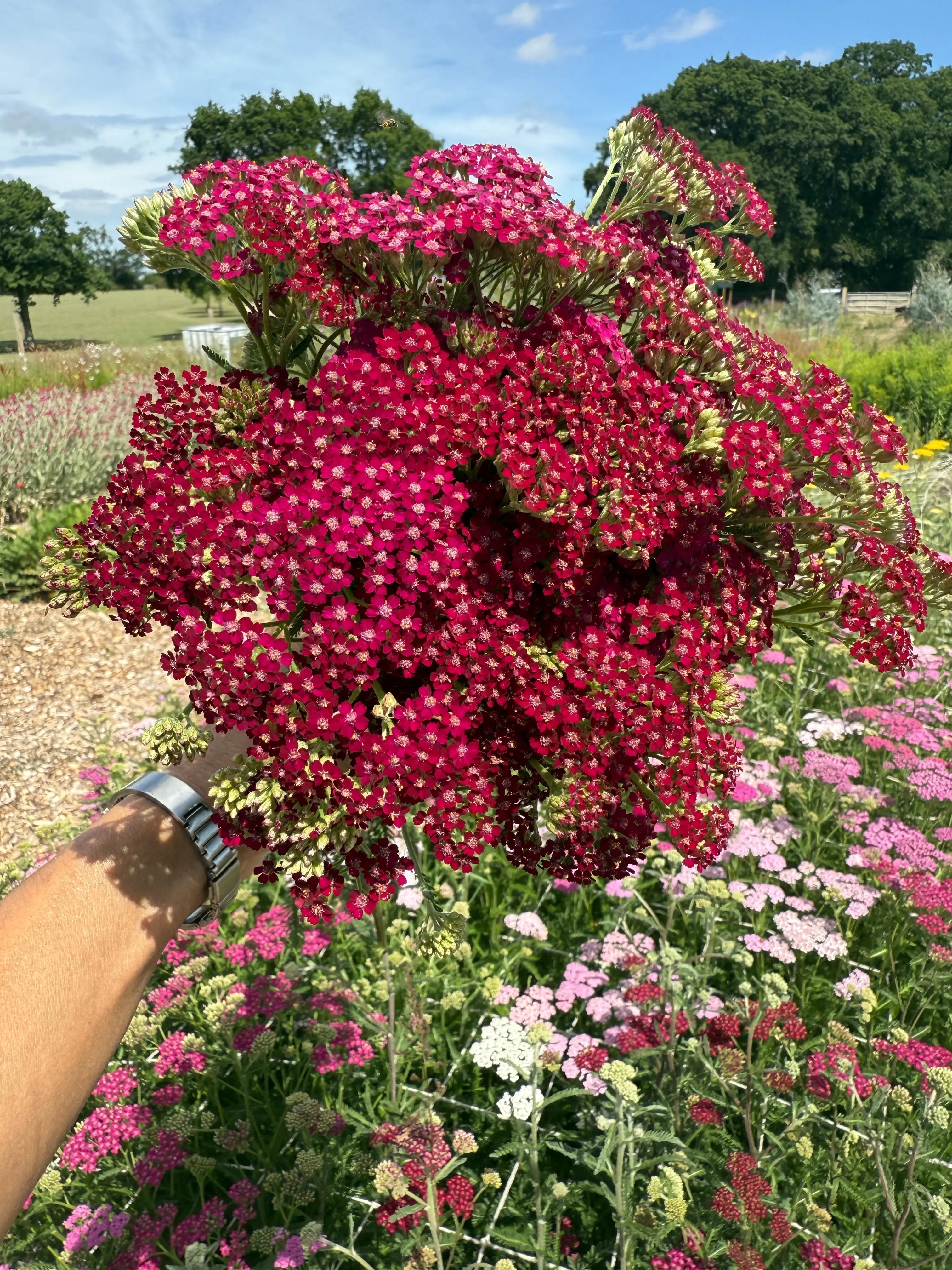 Achillea Rubra Red