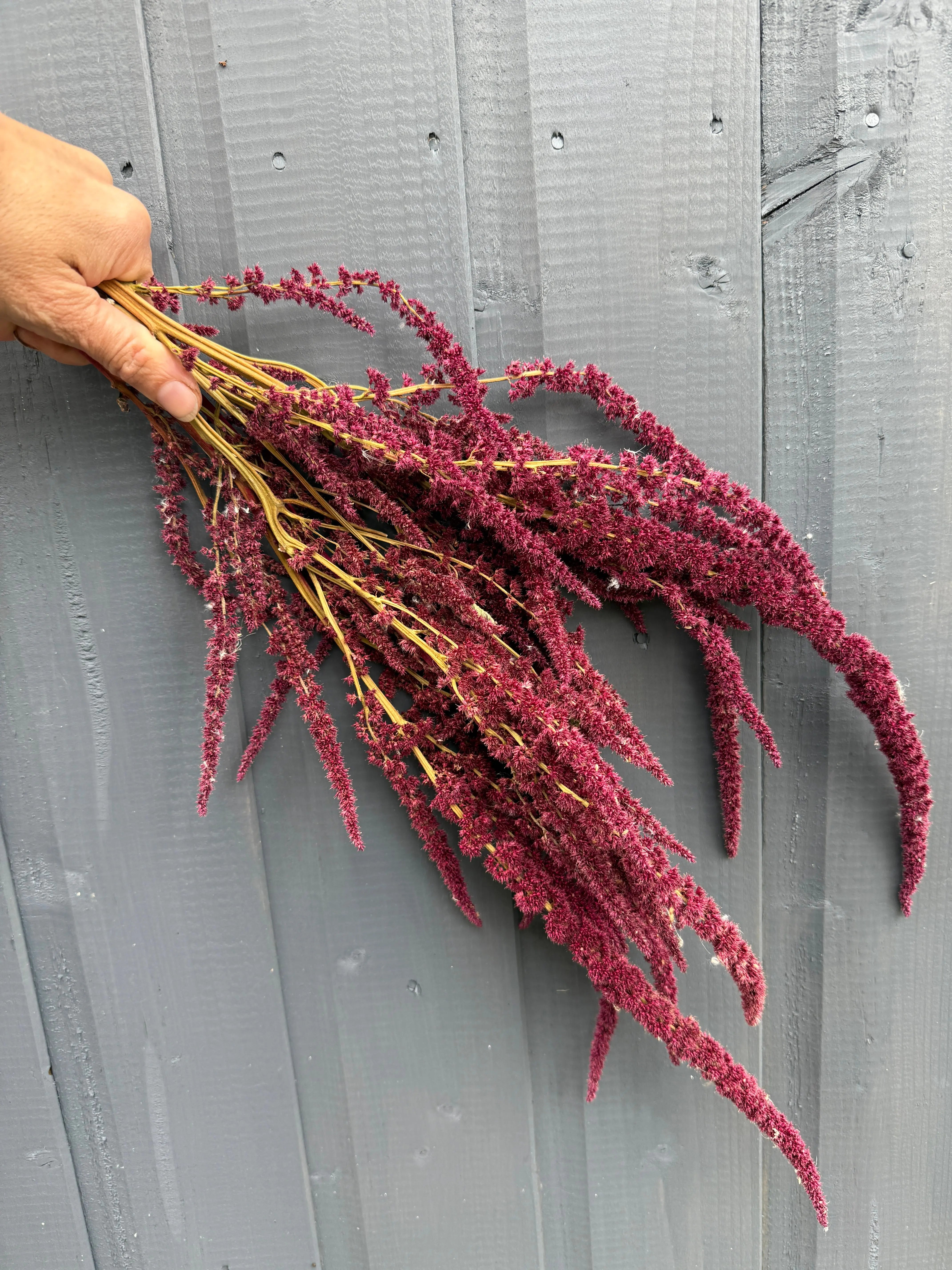 Amaranthus Dried - English Country Gardens