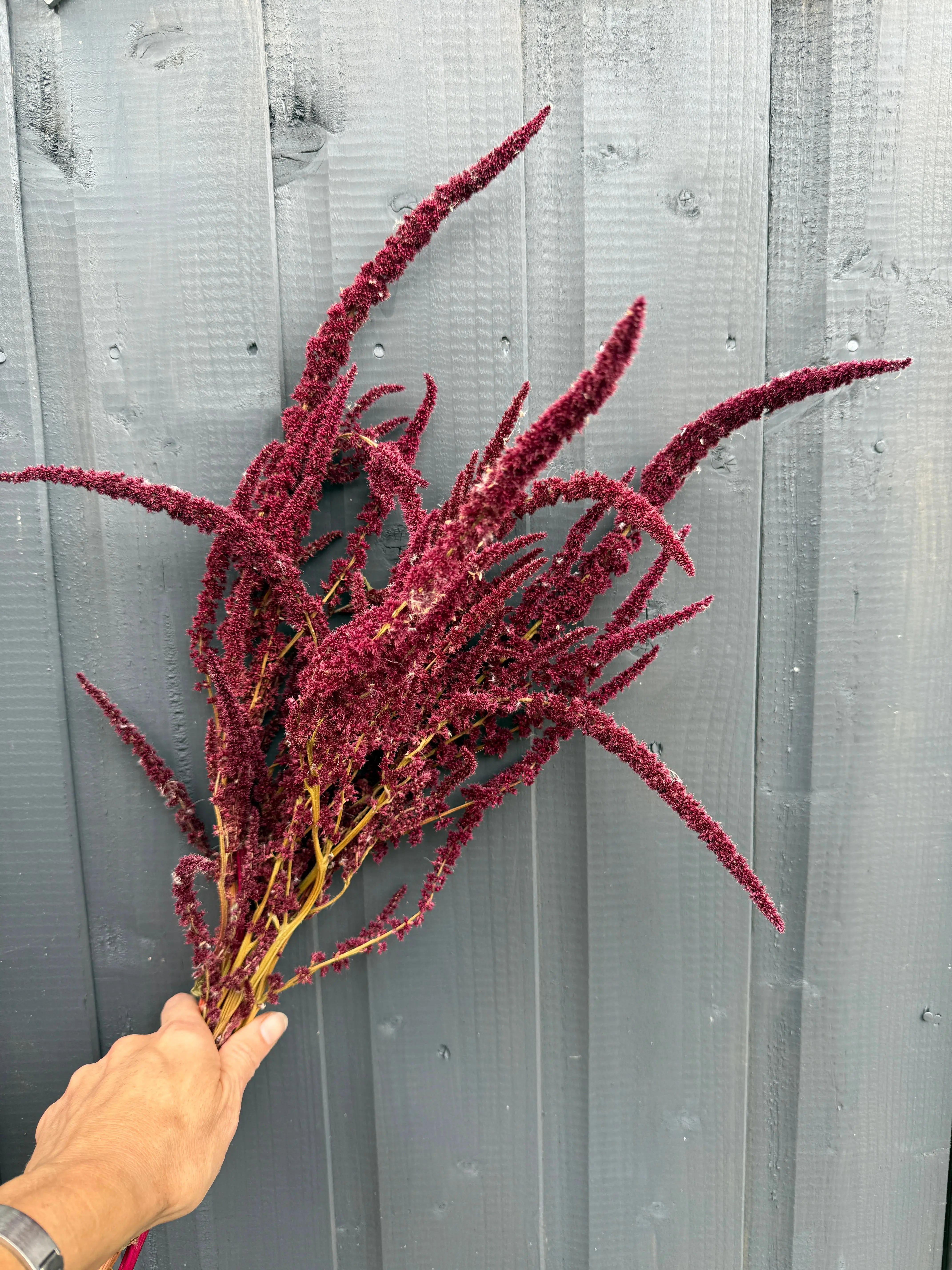 Amaranthus Dried - English Country Gardens