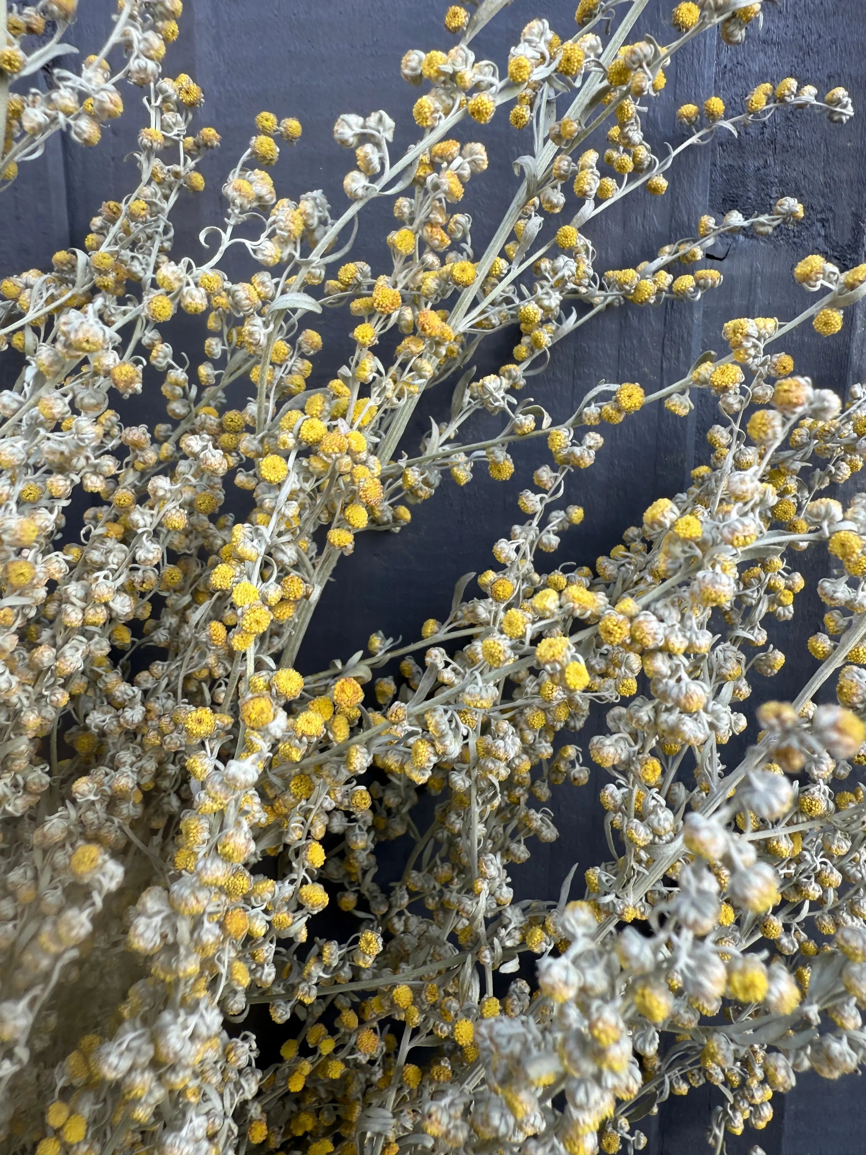 Artemisia Dried - English Country Gardens