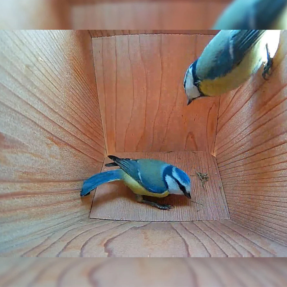 Handmade Wooden Side View Bird Box - English Country Gardens