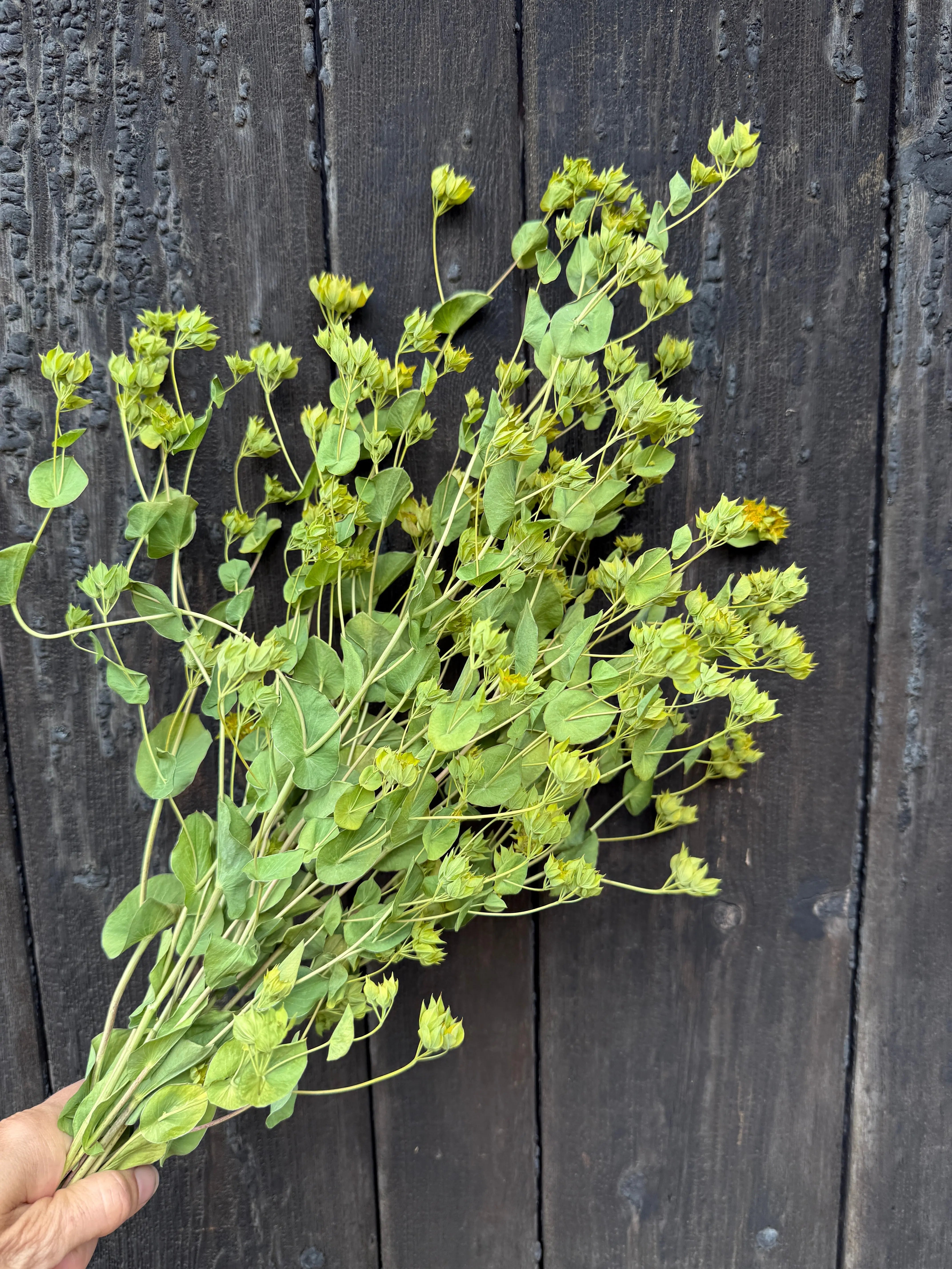 Bupleurum Griffithii Dried - English Country Gardens