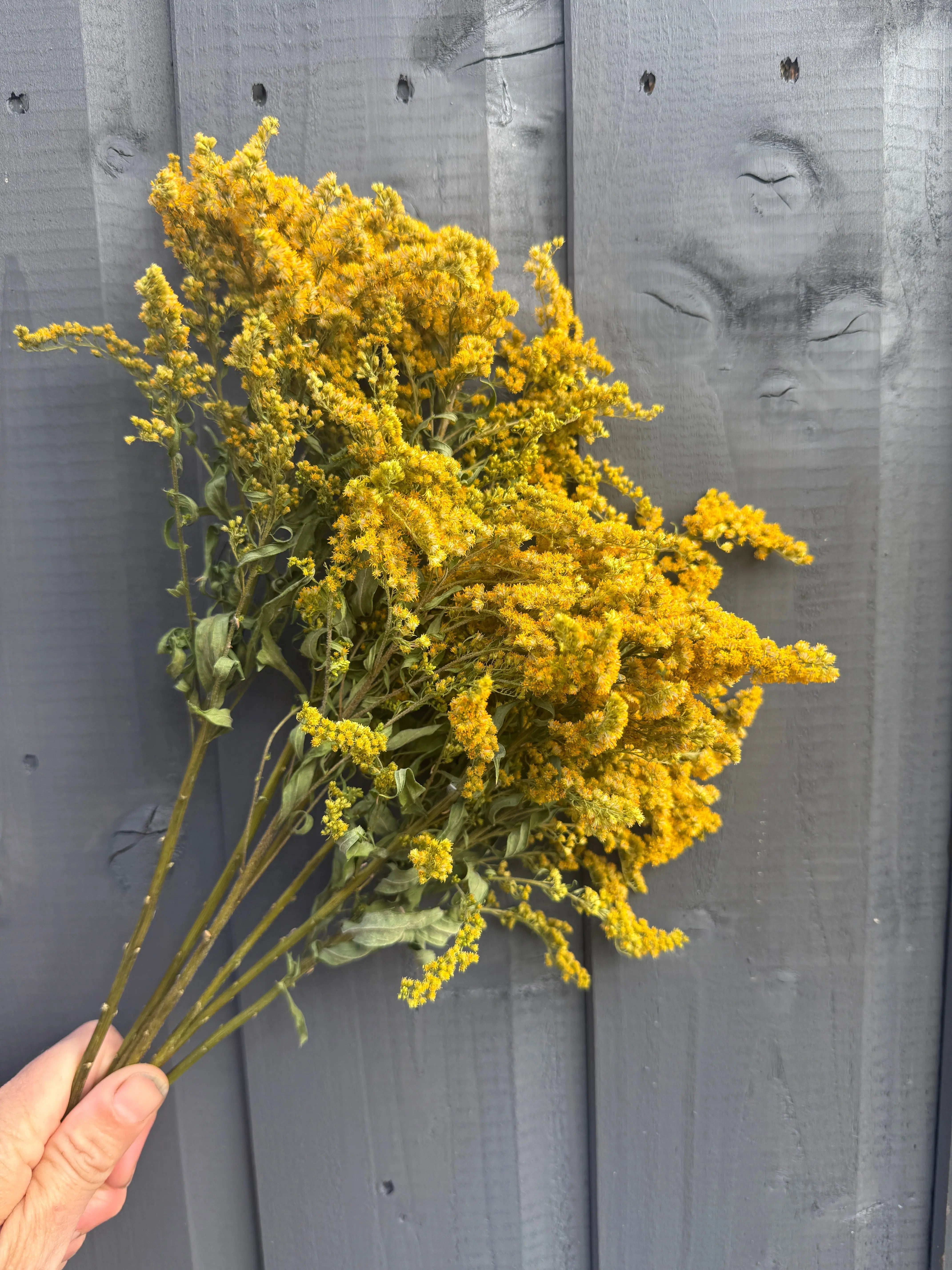 Canadensis (Goldenrod) Dried - English Country Gardens