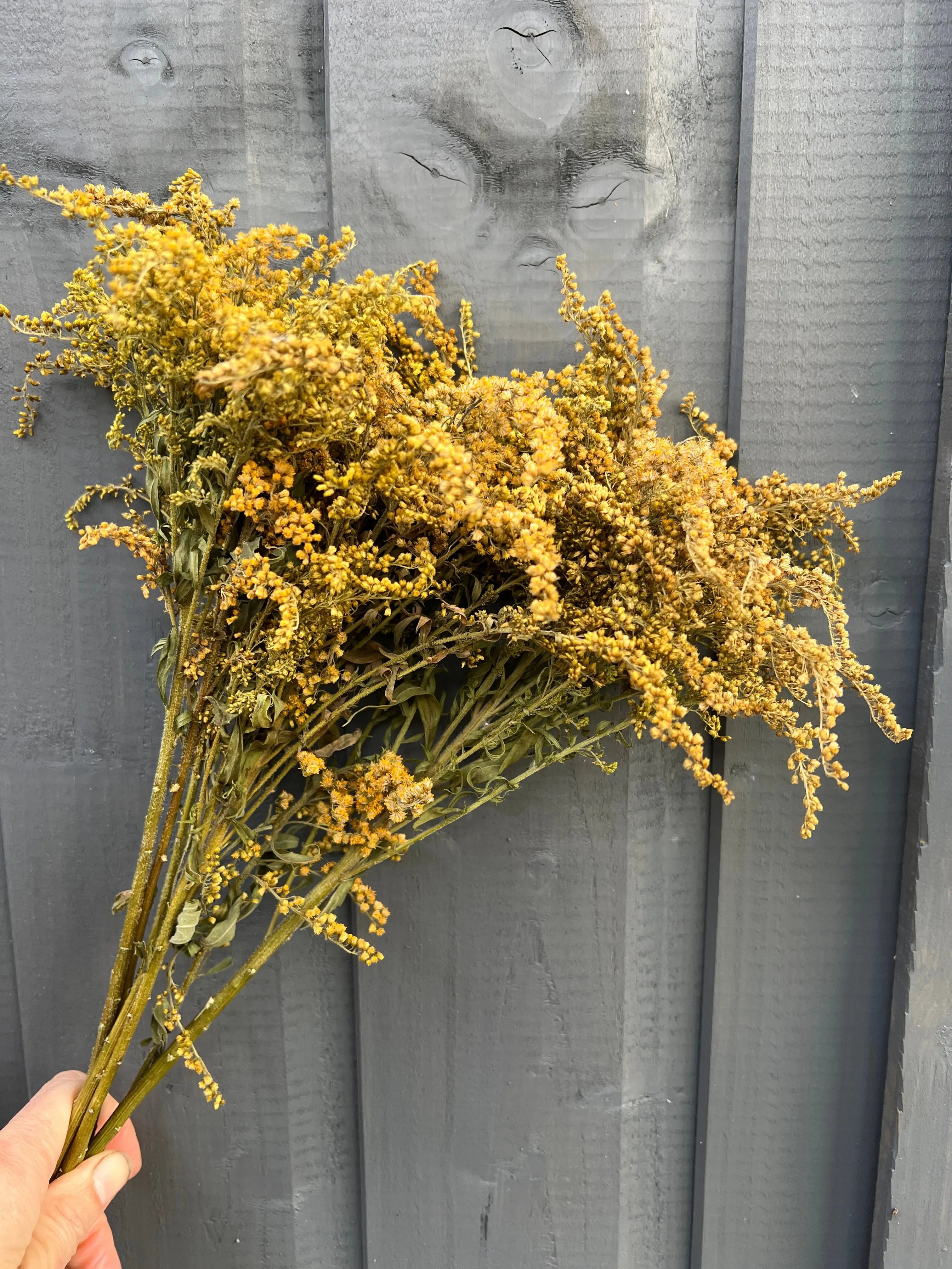 Canadensis (Goldenrod) Dried - English Country Gardens
