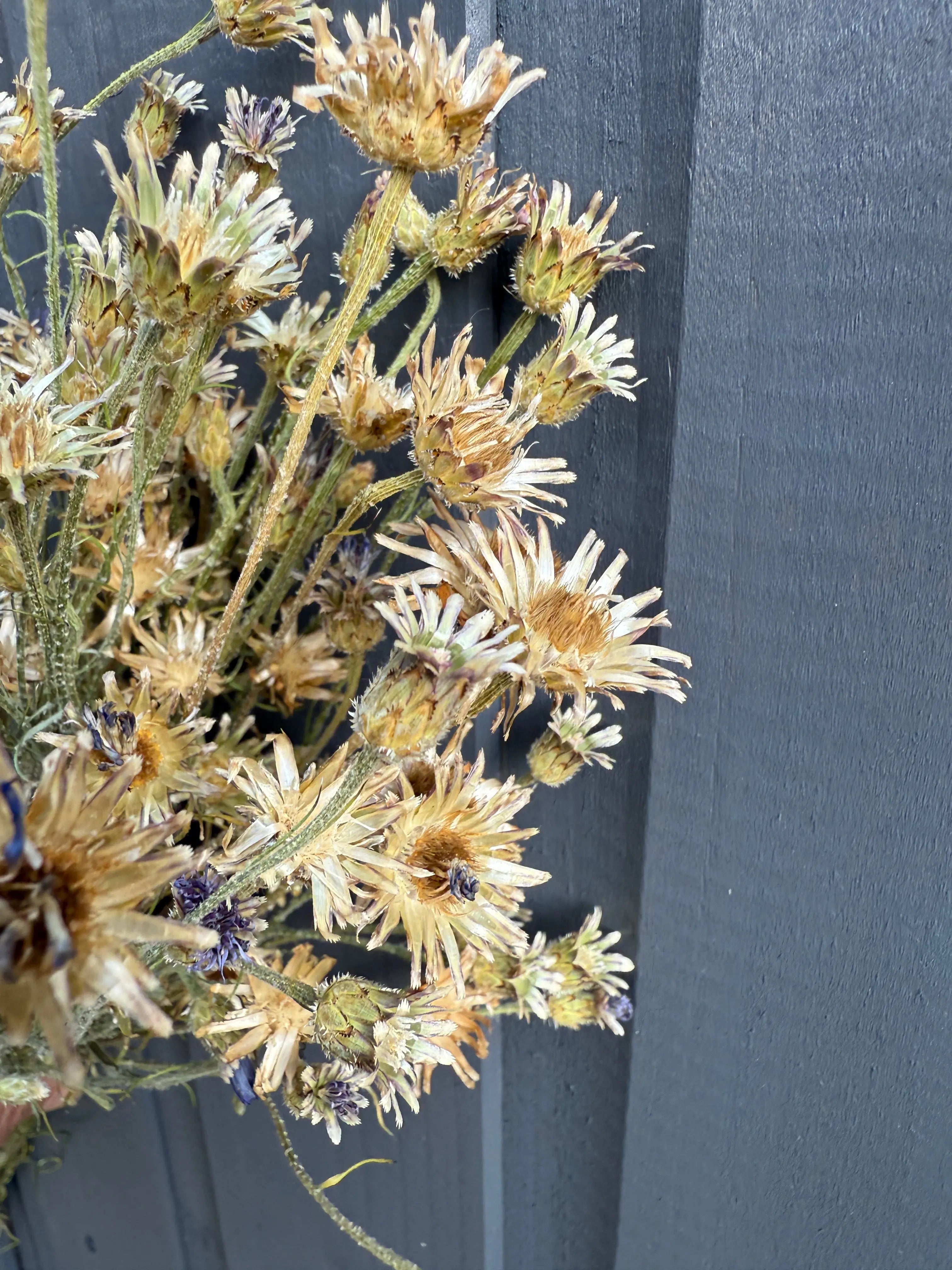 Cornflower Dried - English Country Gardens