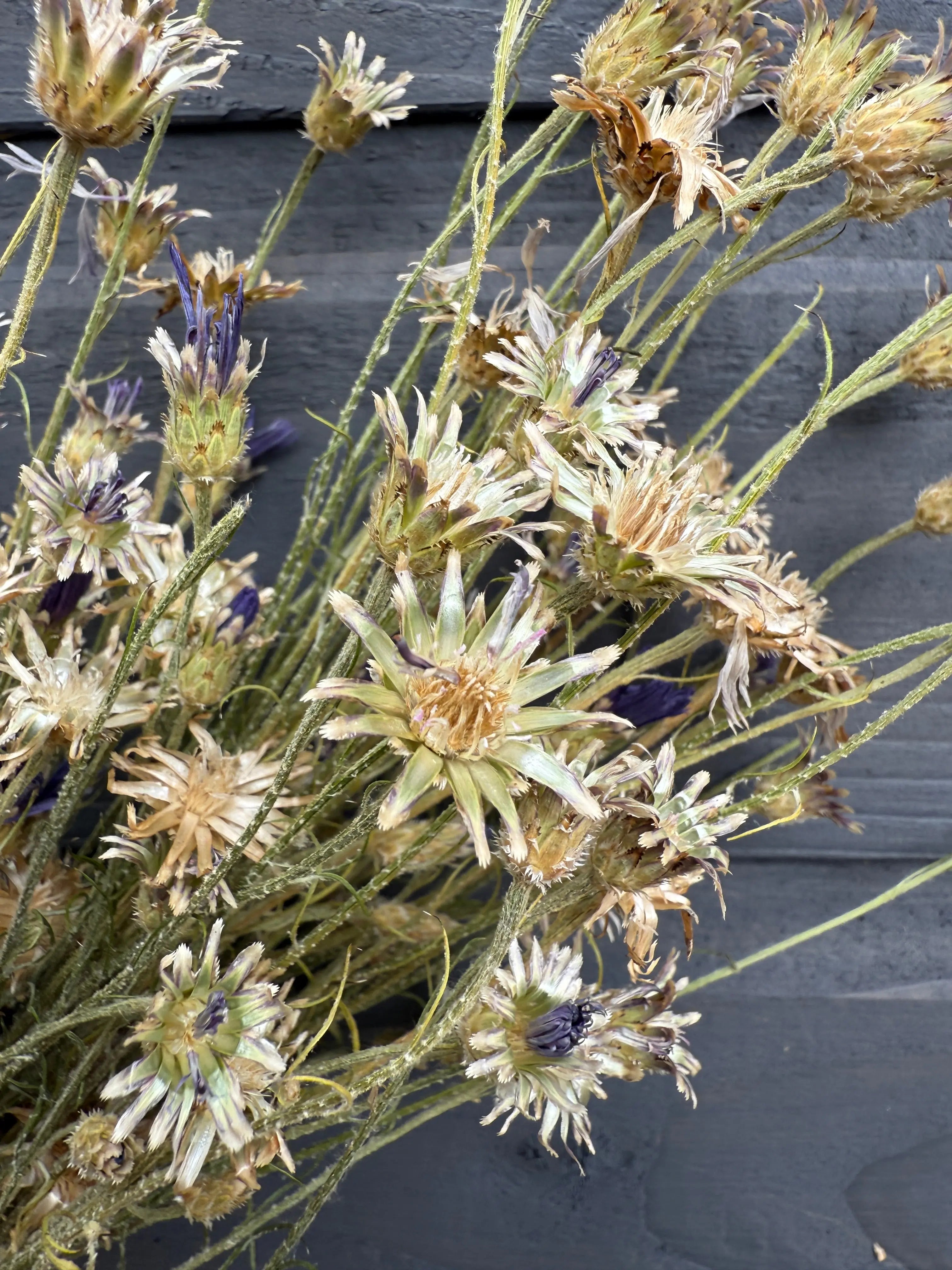 Cornflower Dried - English Country Gardens