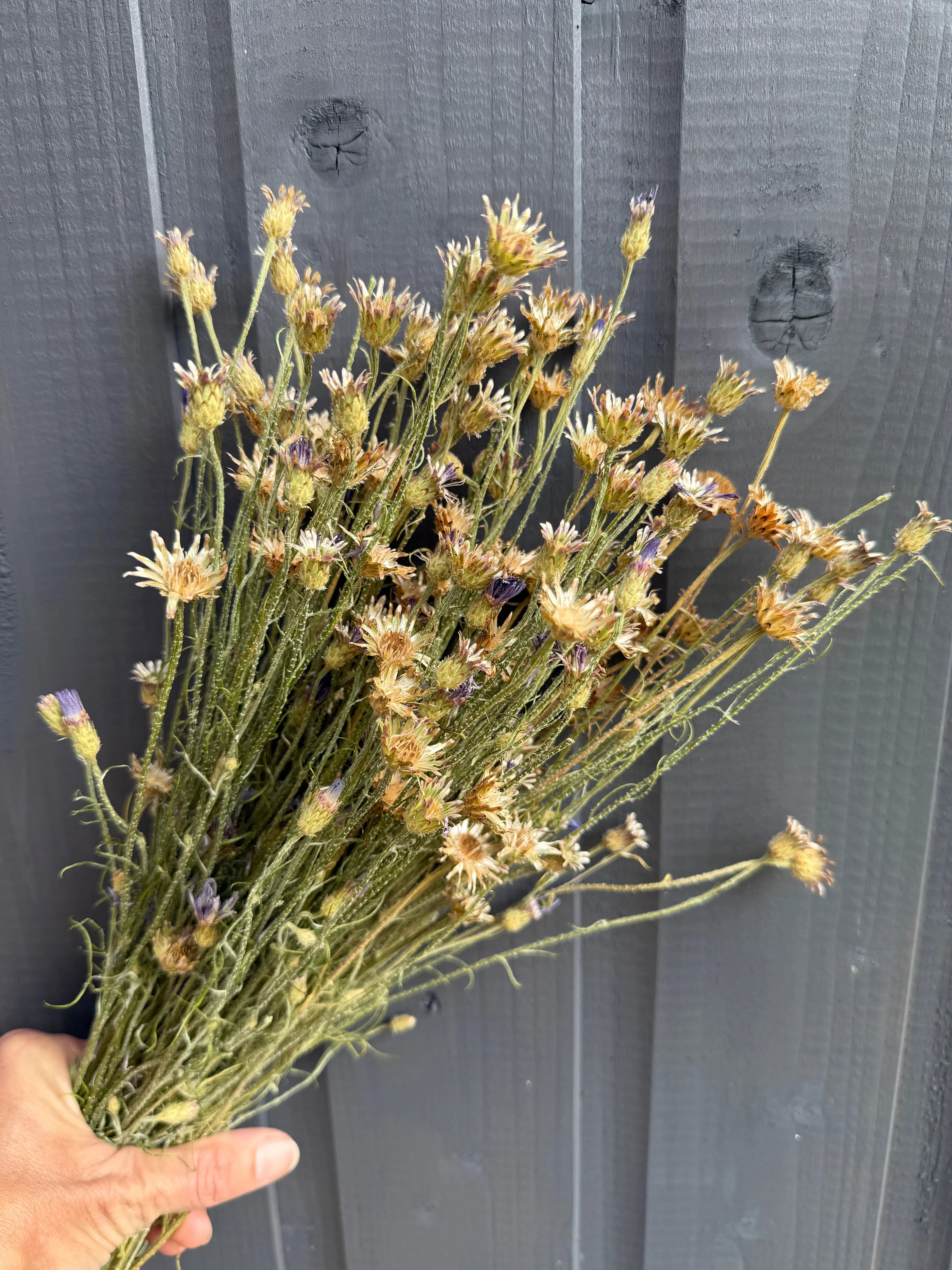 Cornflower Dried - English Country Gardens