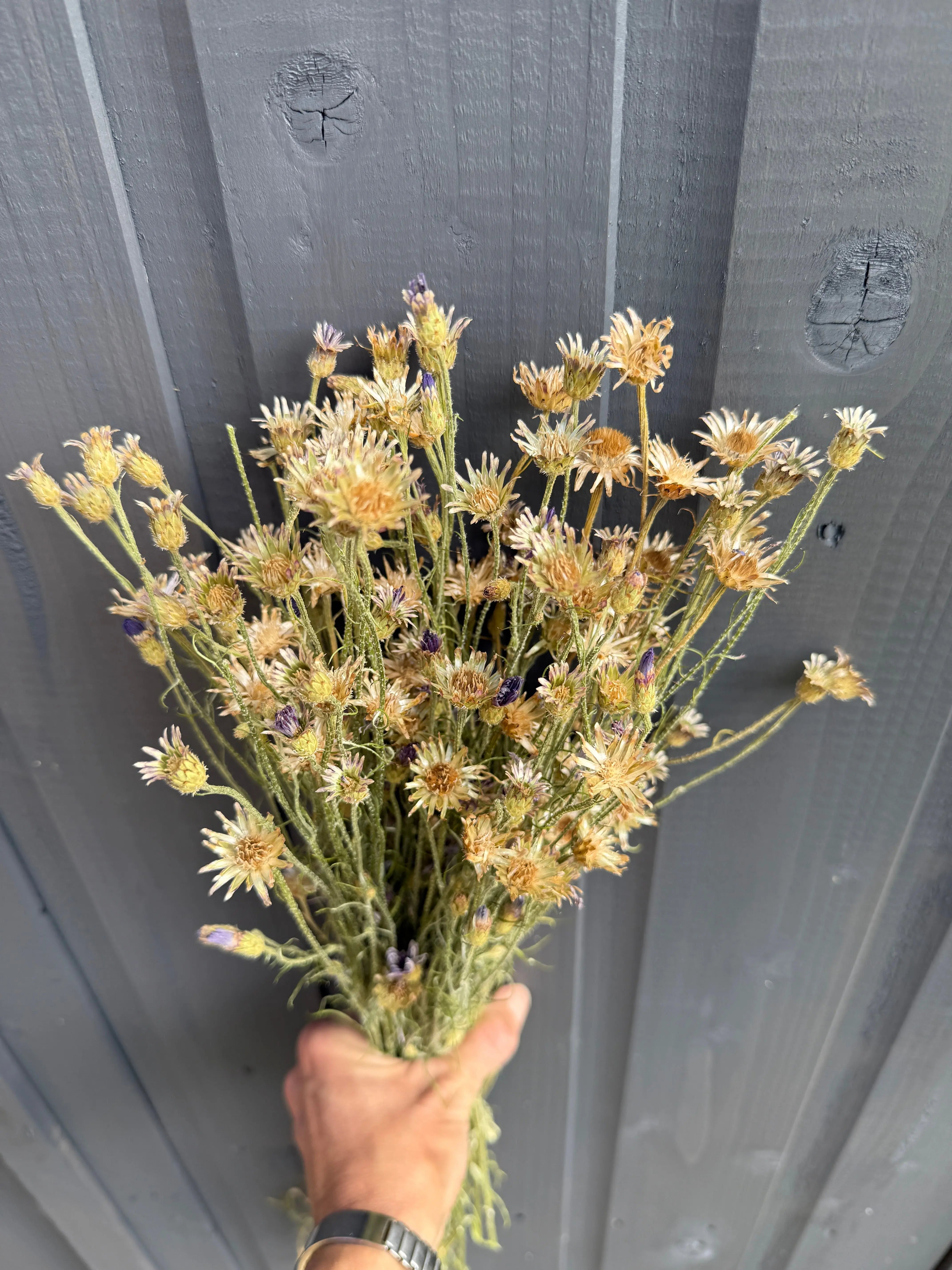 Cornflower Dried - English Country Gardens