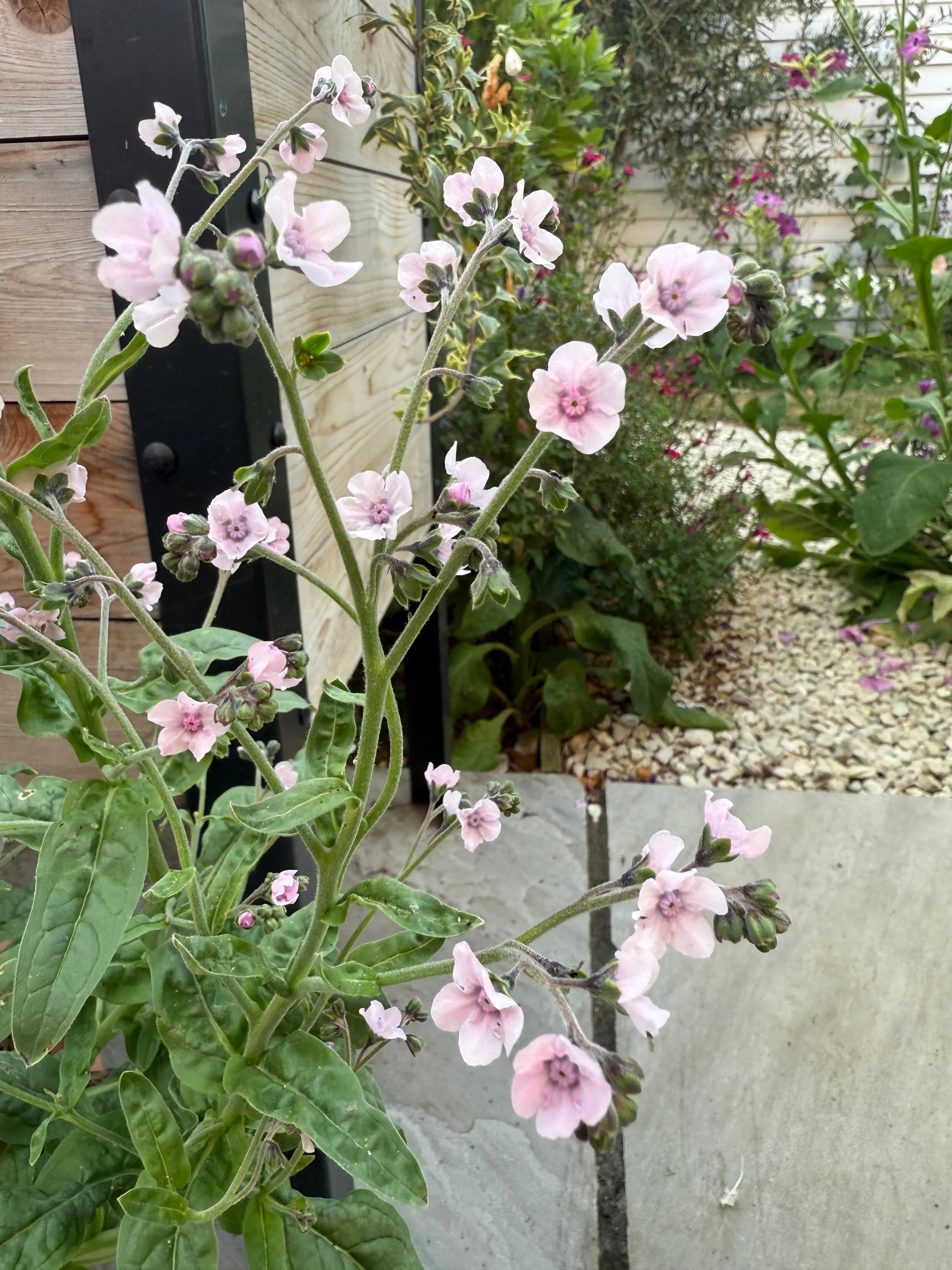 Cynoglossum Mystery Rose — rose-pink cottage garden annual with forget-me-not like blooms, grown in Norfolk