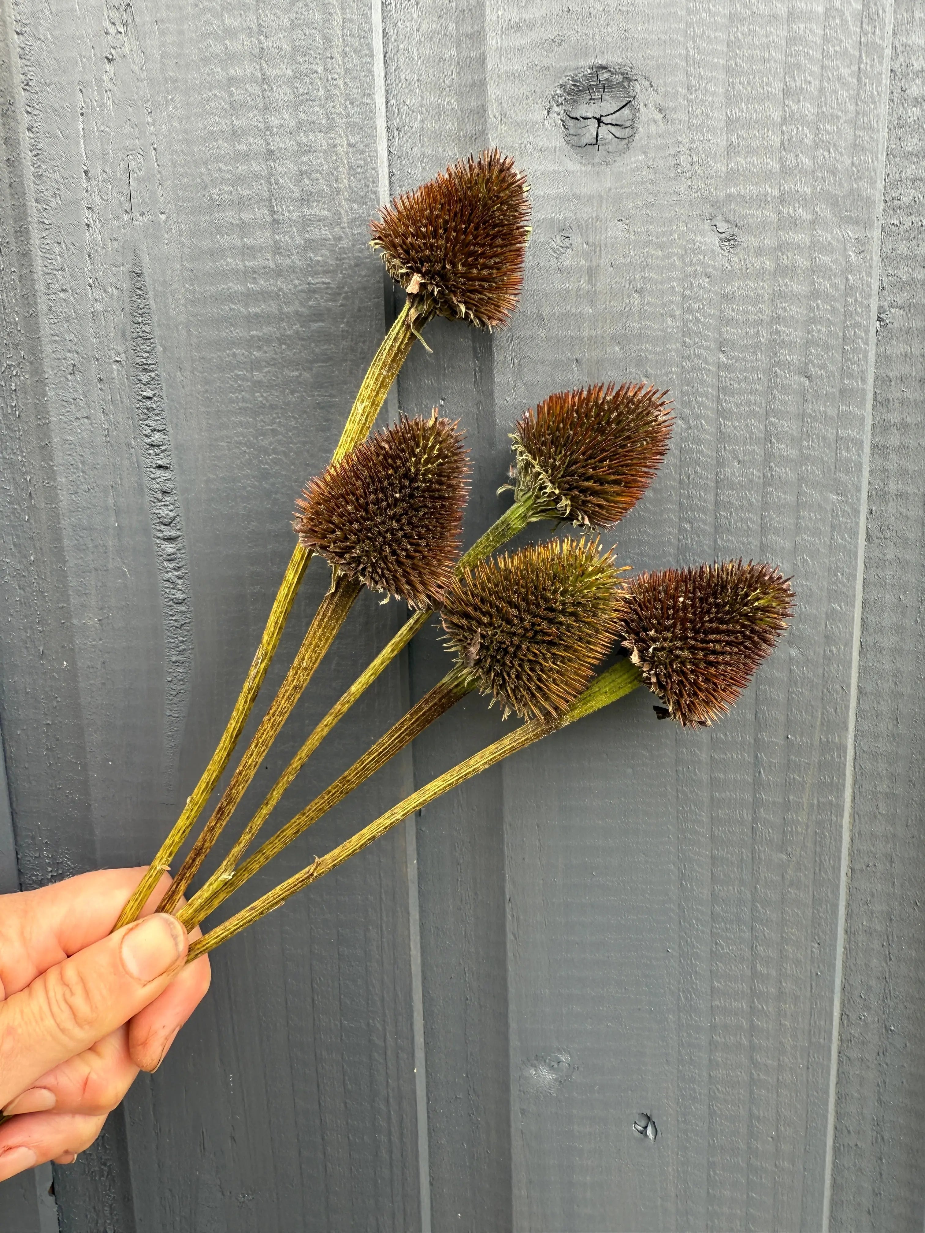 Echinacea Cones Dried - English Country Gardens