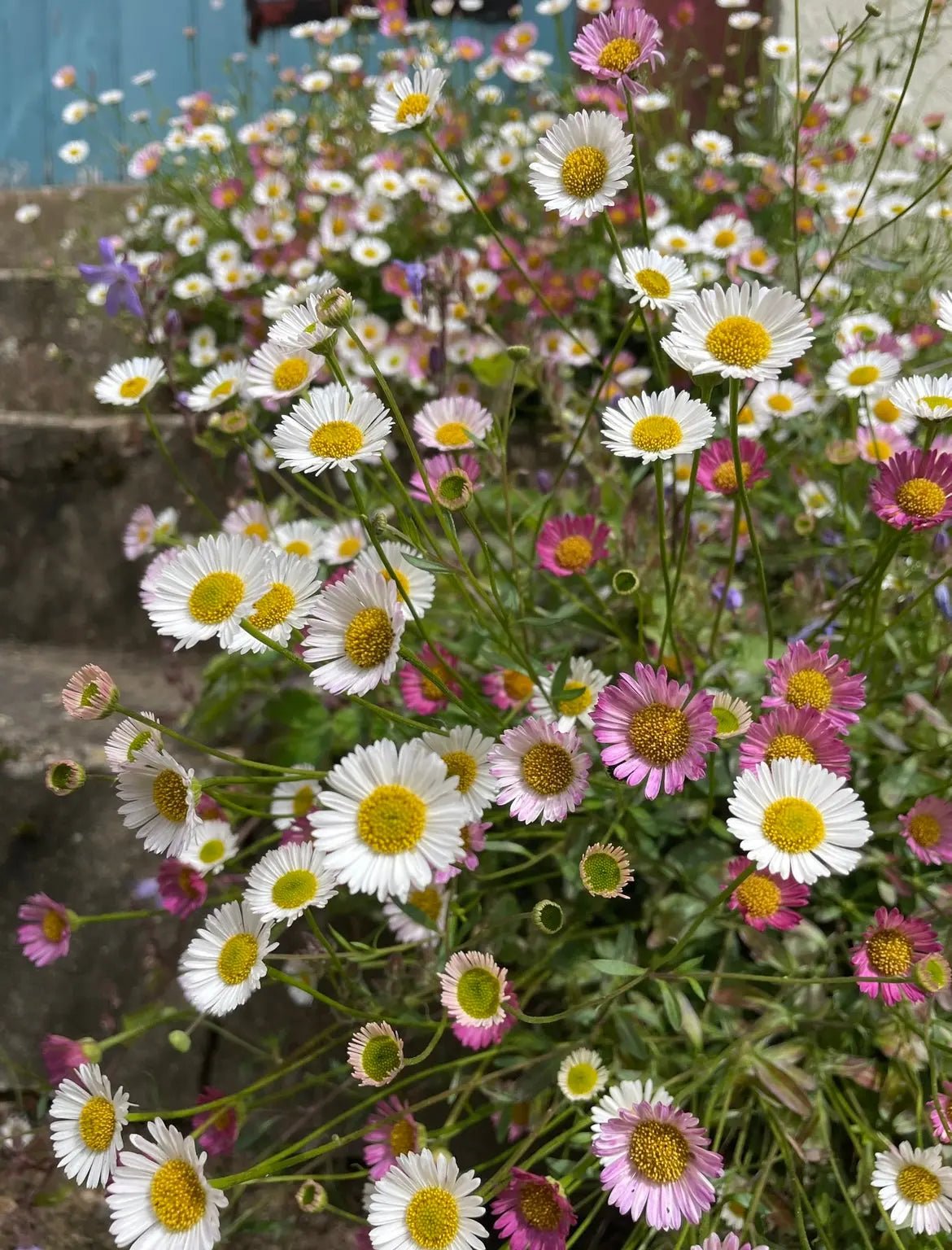 Erigeron karvinskianus Profusion