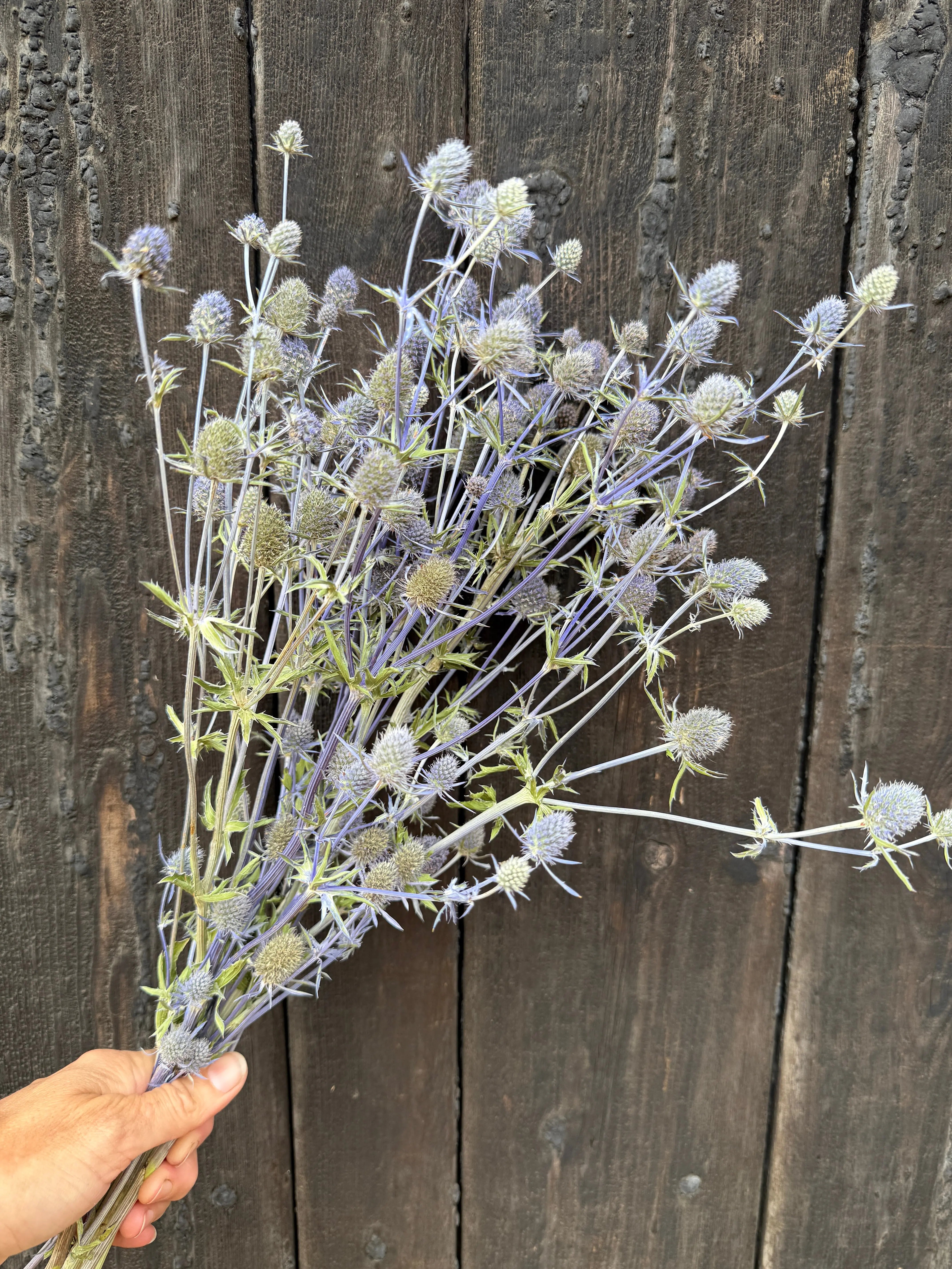 Erygnium (Sea Holly) Dried - English Country Gardens