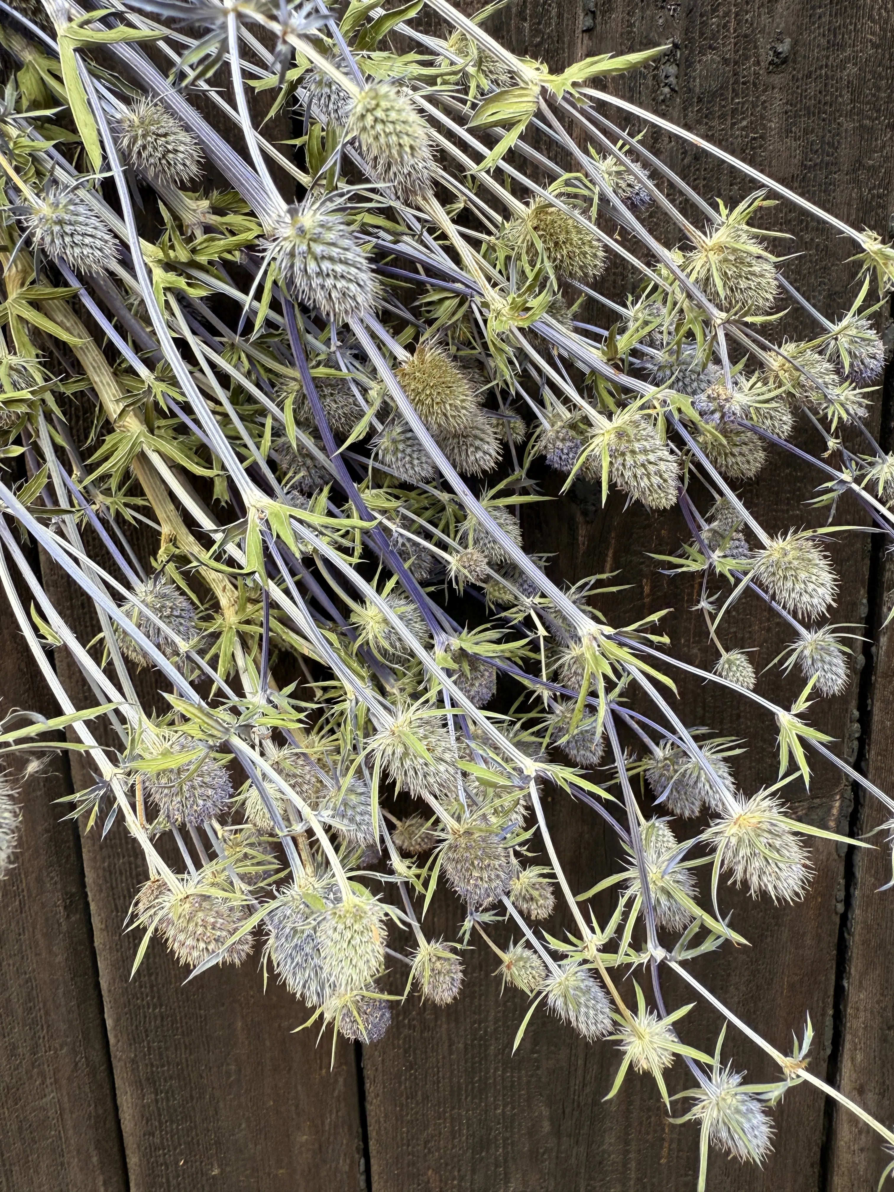 Erygnium (Sea Holly) Dried - English Country Gardens