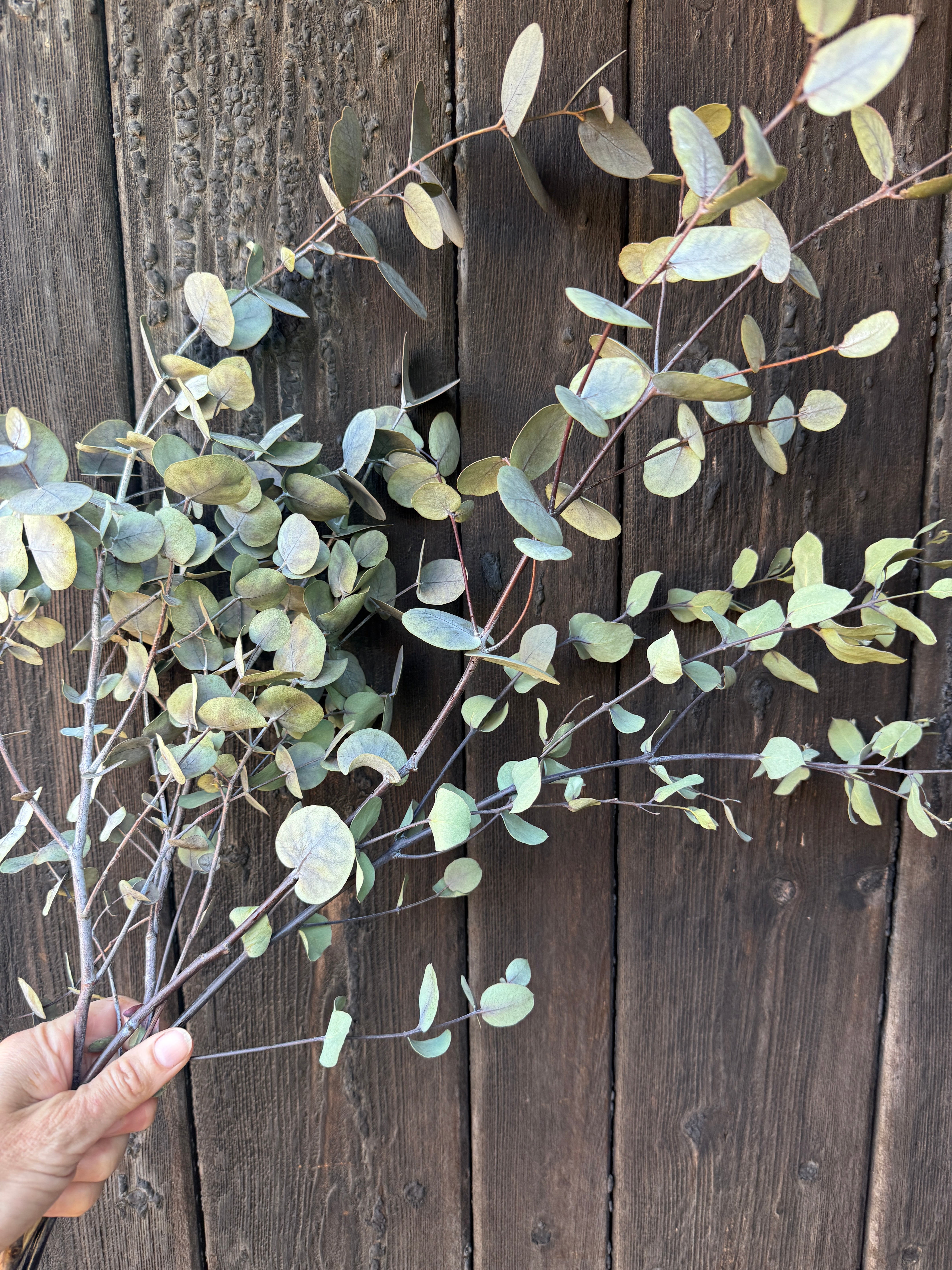 Eucalyptus Dried - English Country Gardens