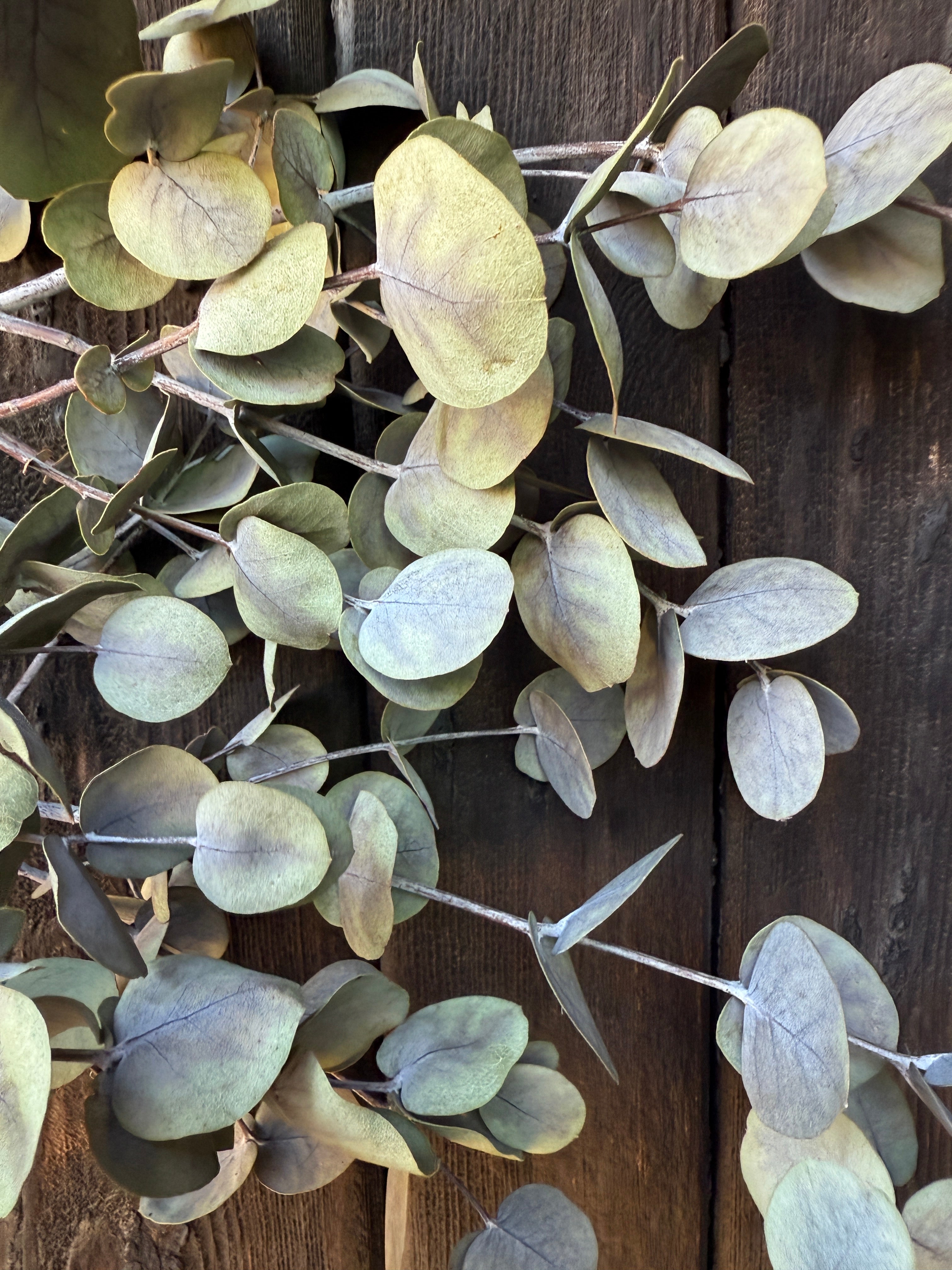 Eucalyptus Dried - English Country Gardens