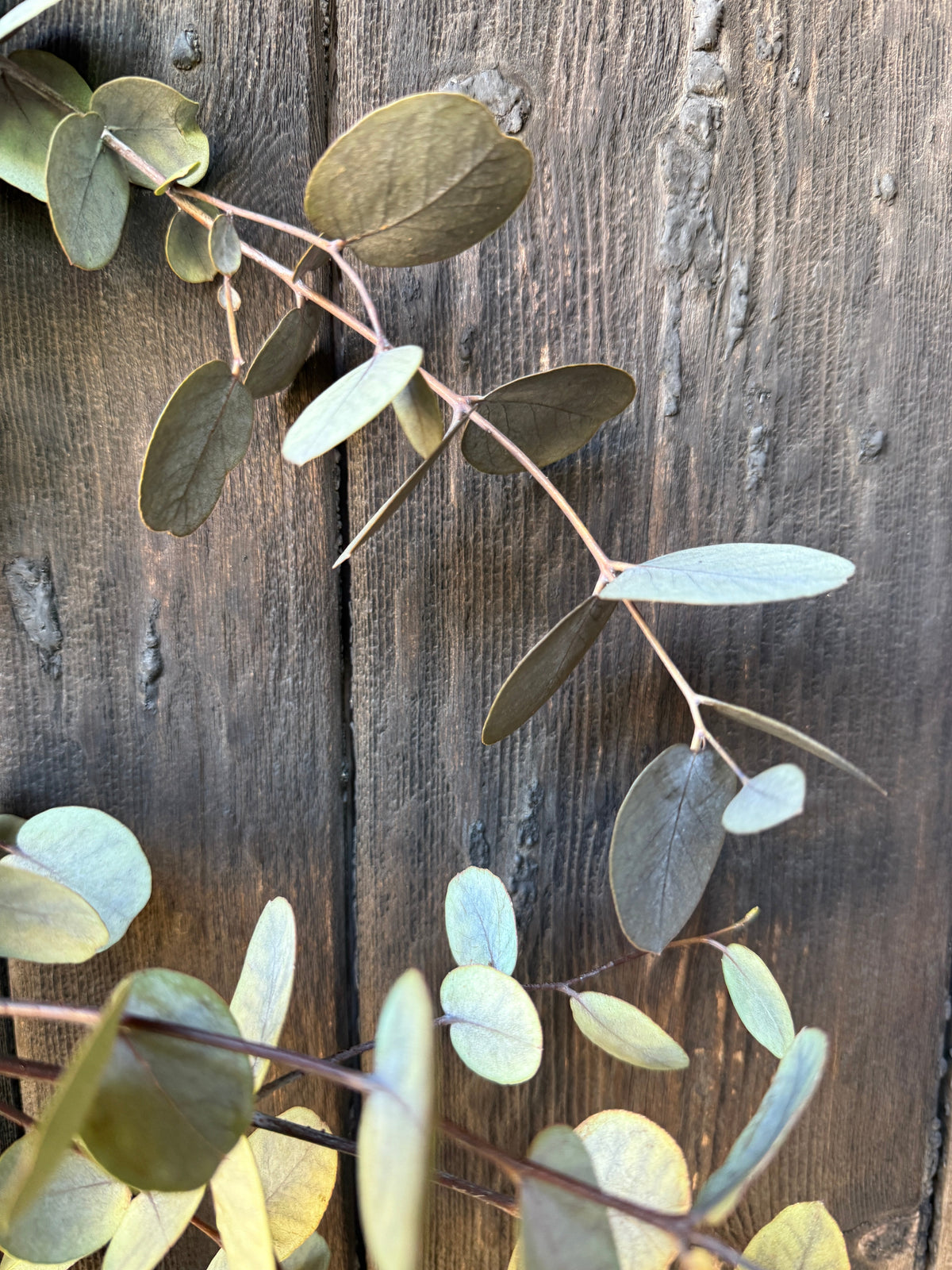 Eucalyptus Dried - English Country Gardens