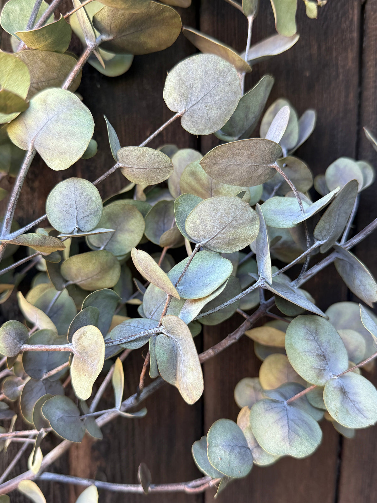 Eucalyptus Dried - English Country Gardens